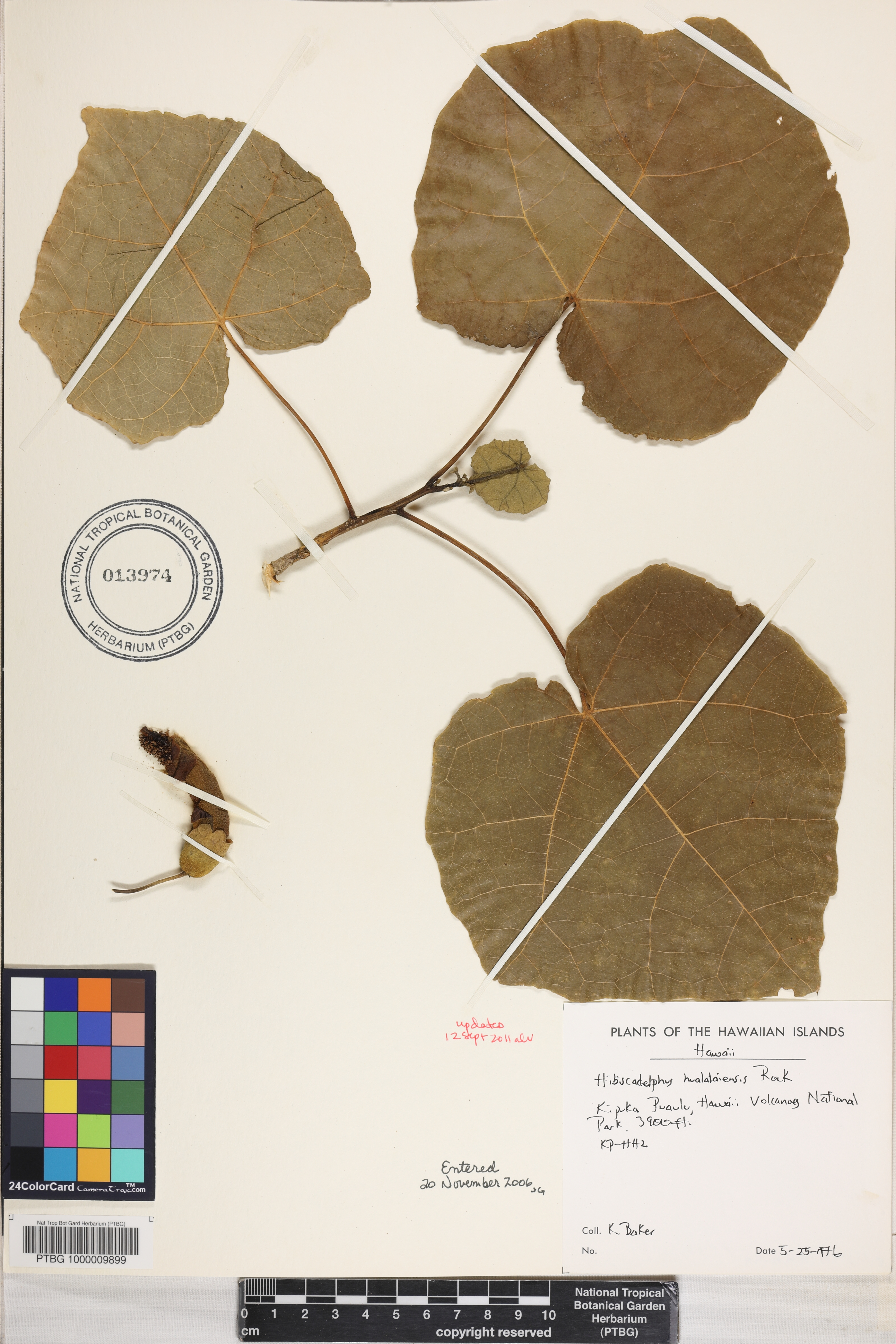 Hibiscadelphus hualalaiensis image