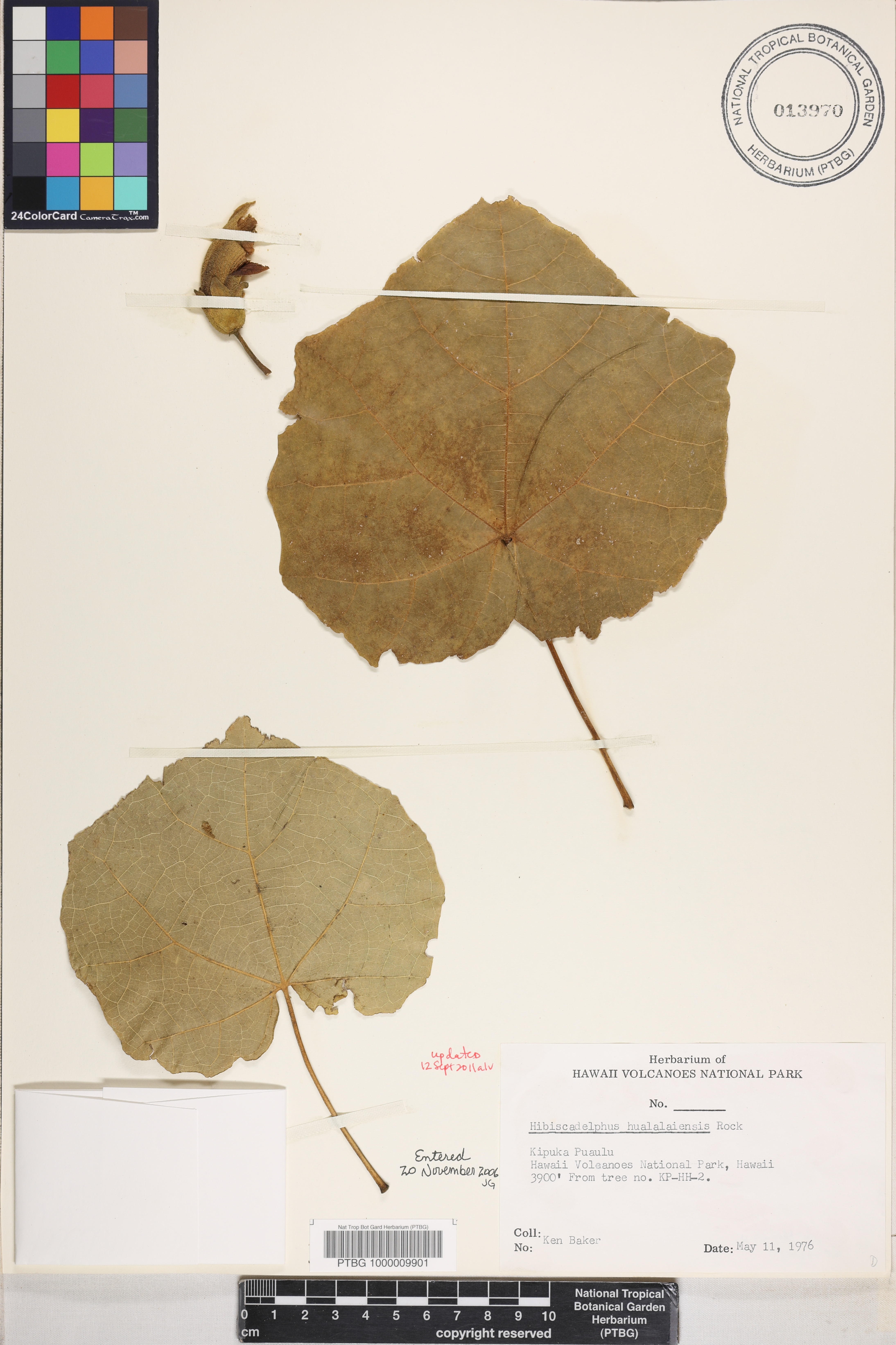 Hibiscadelphus hualalaiensis image