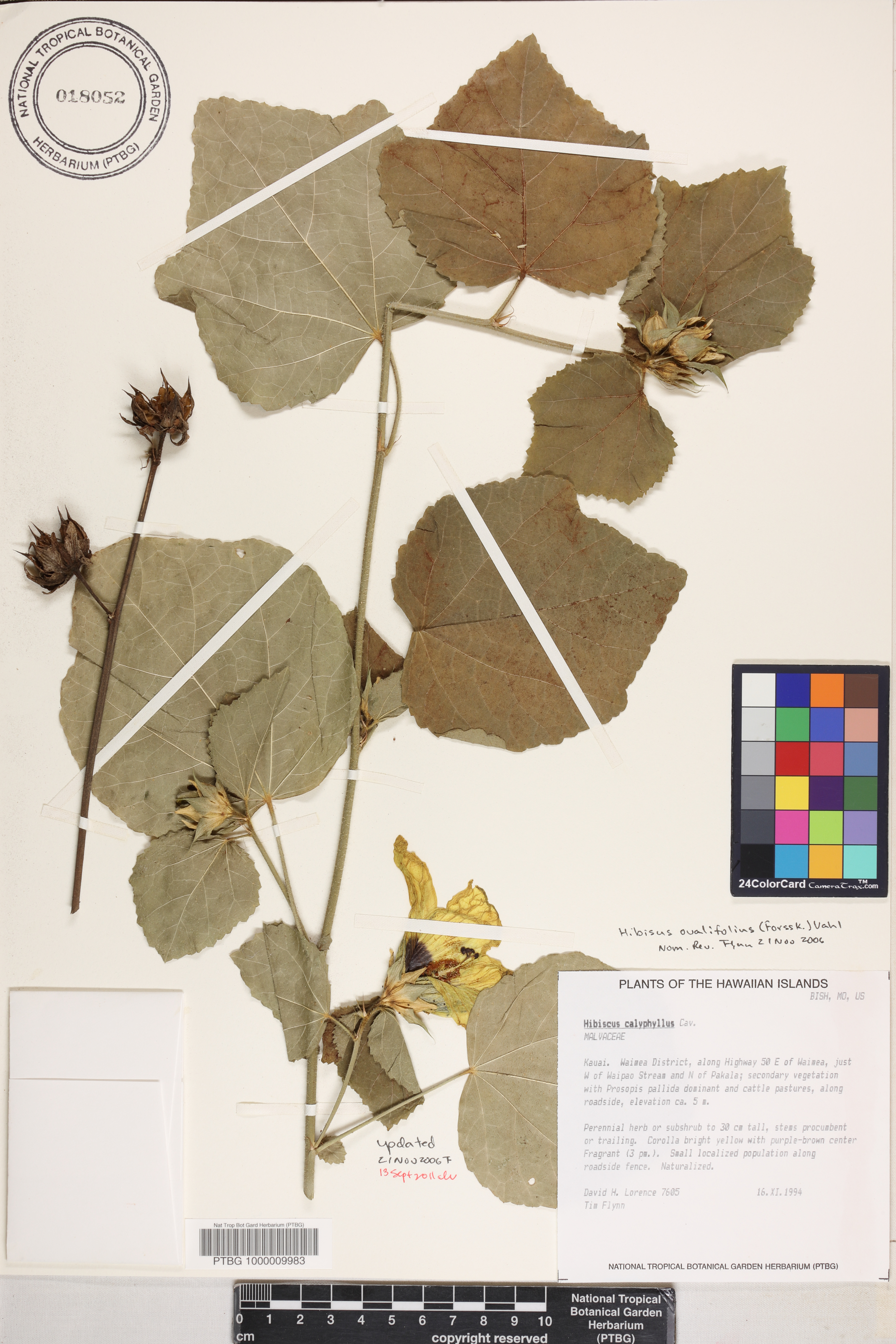 Hibiscus ovalifolius image