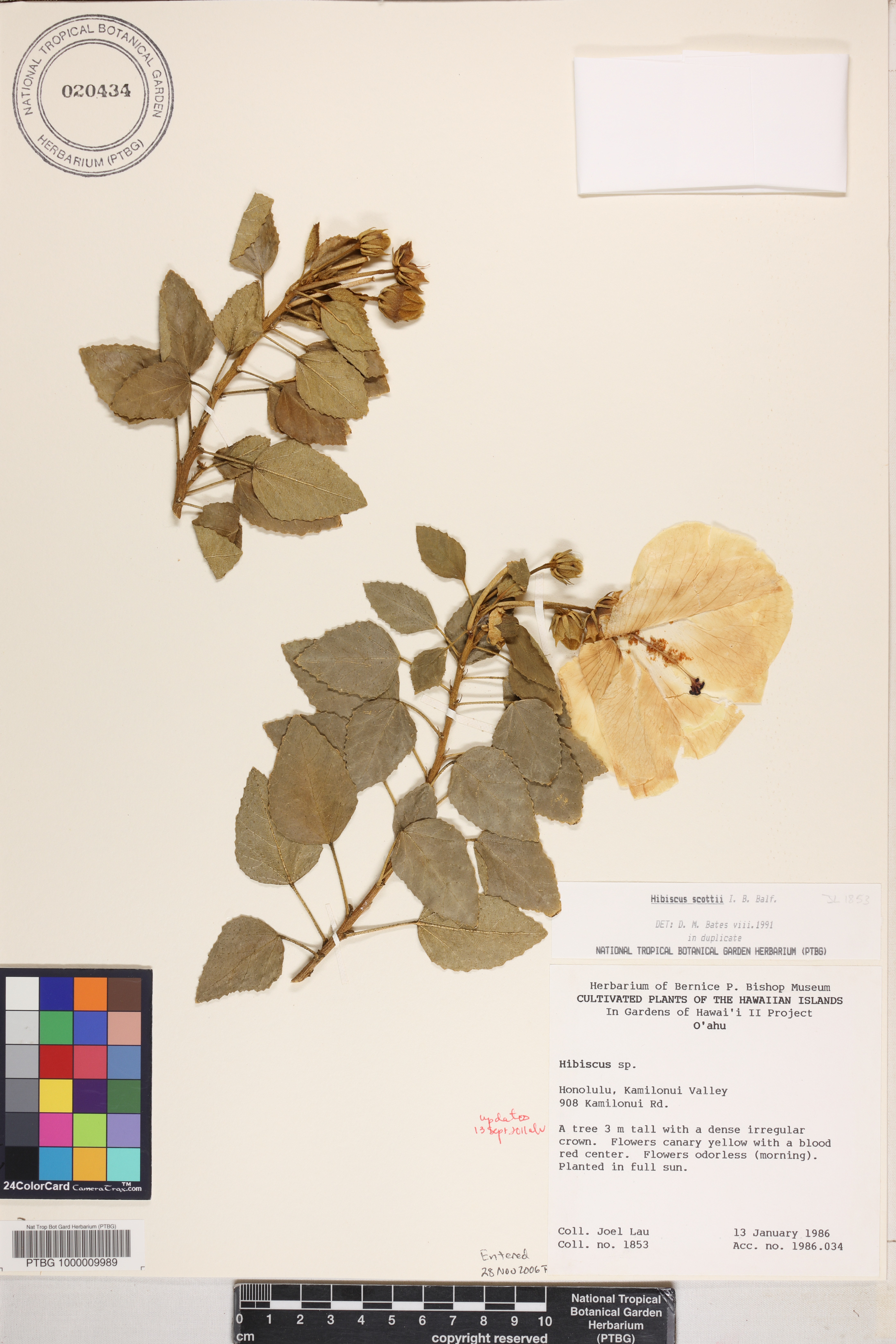 Hibiscus scottii image