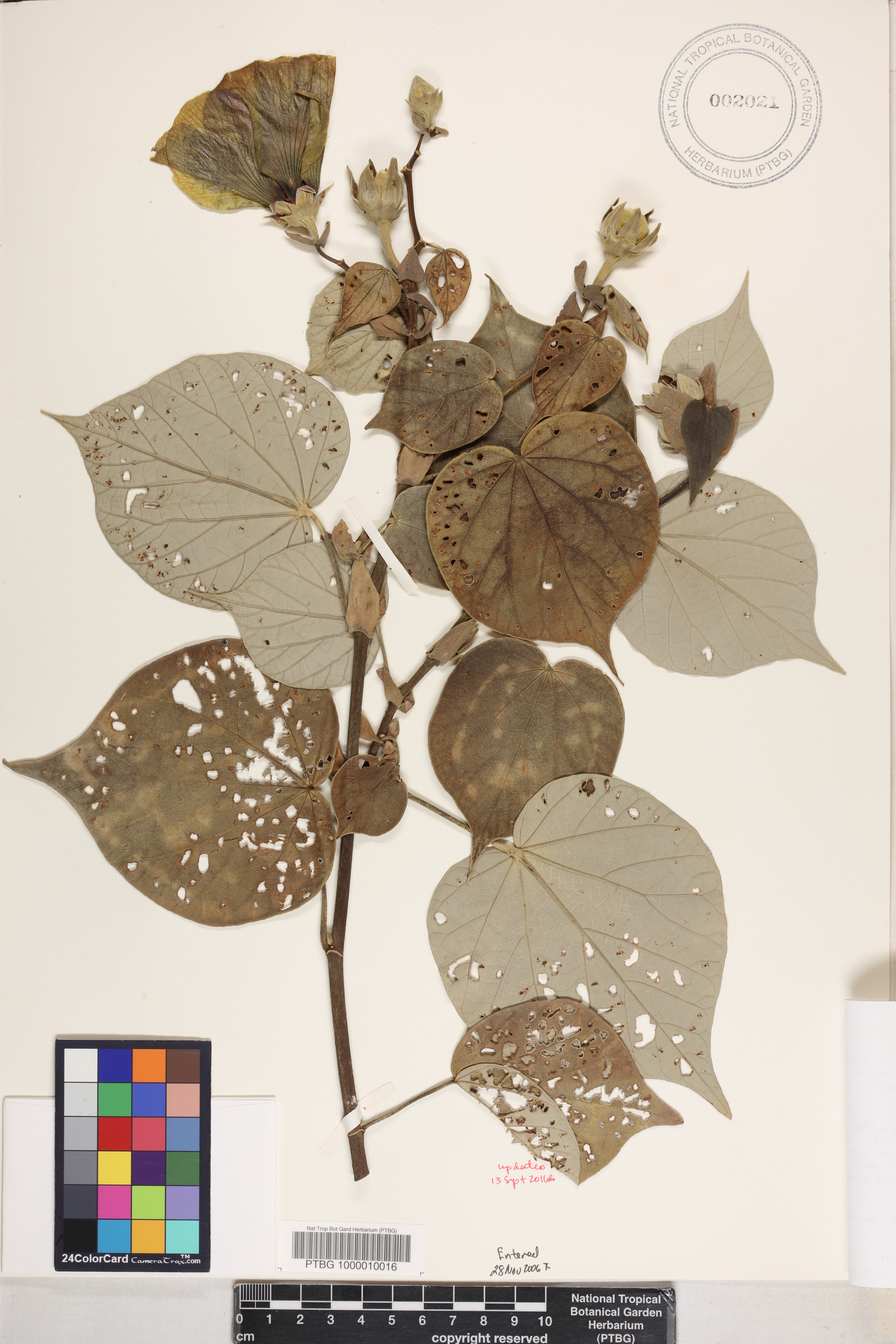 Hibiscus tiliaceus image