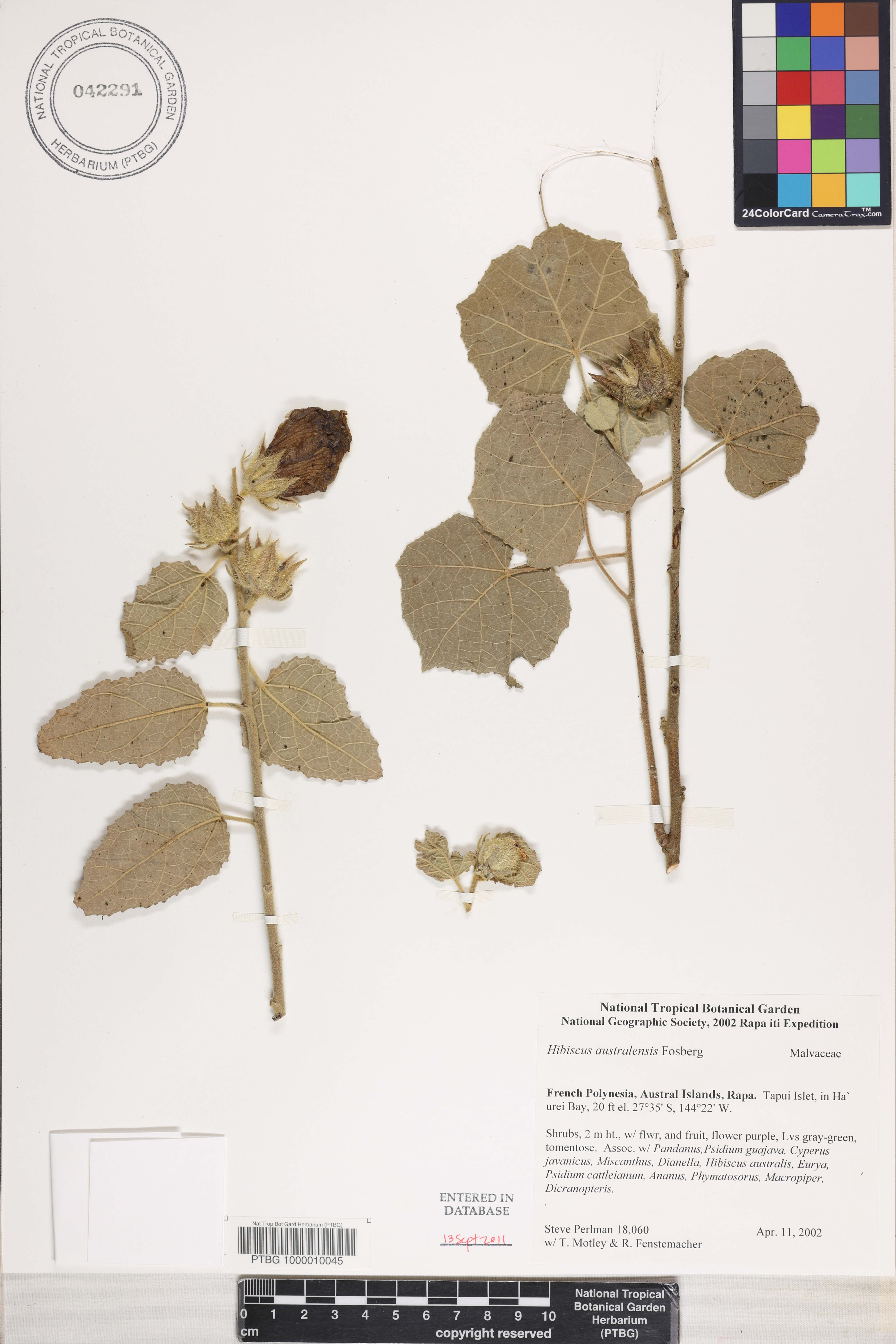 Hibiscus australensis image