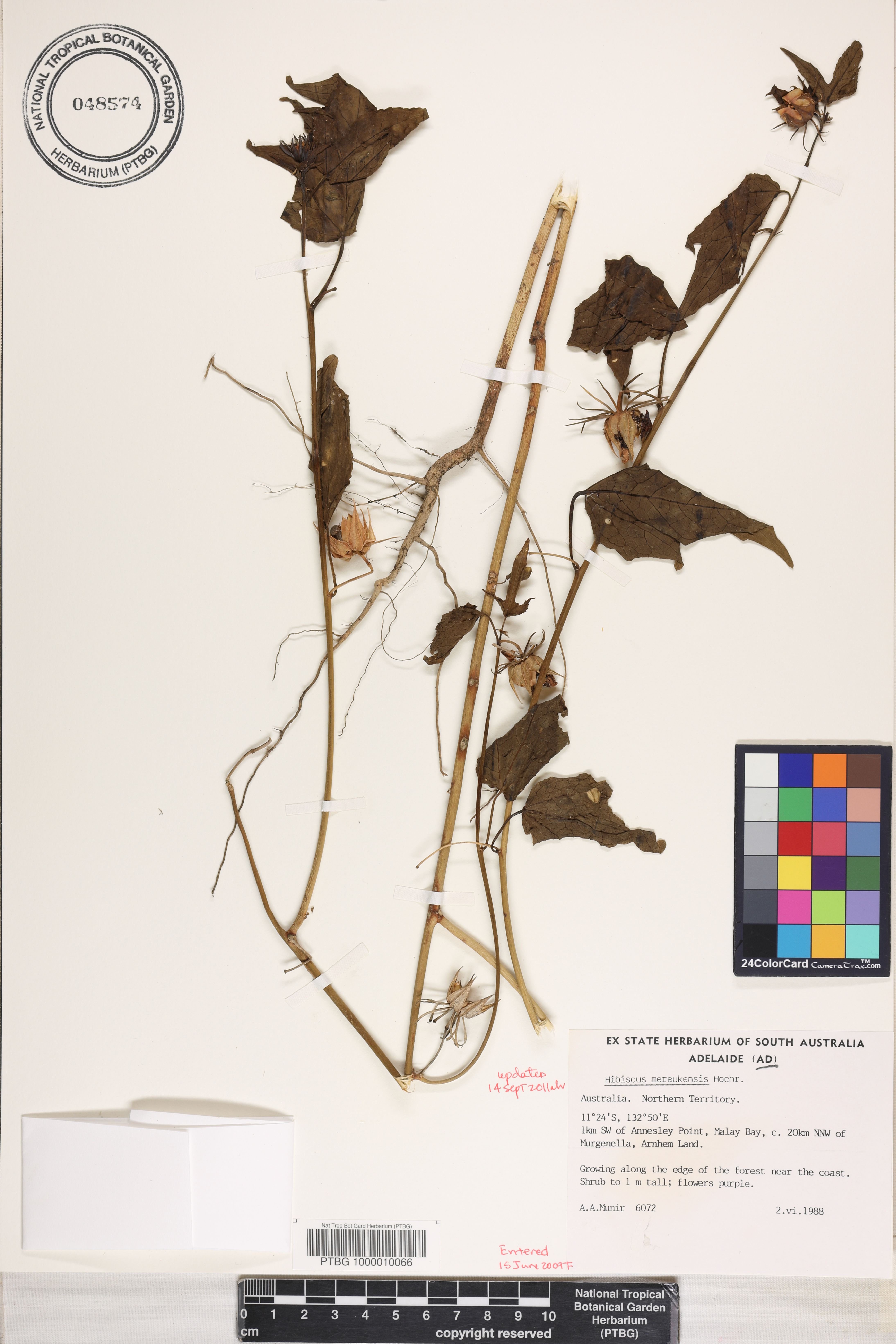 Hibiscus meraukensis image