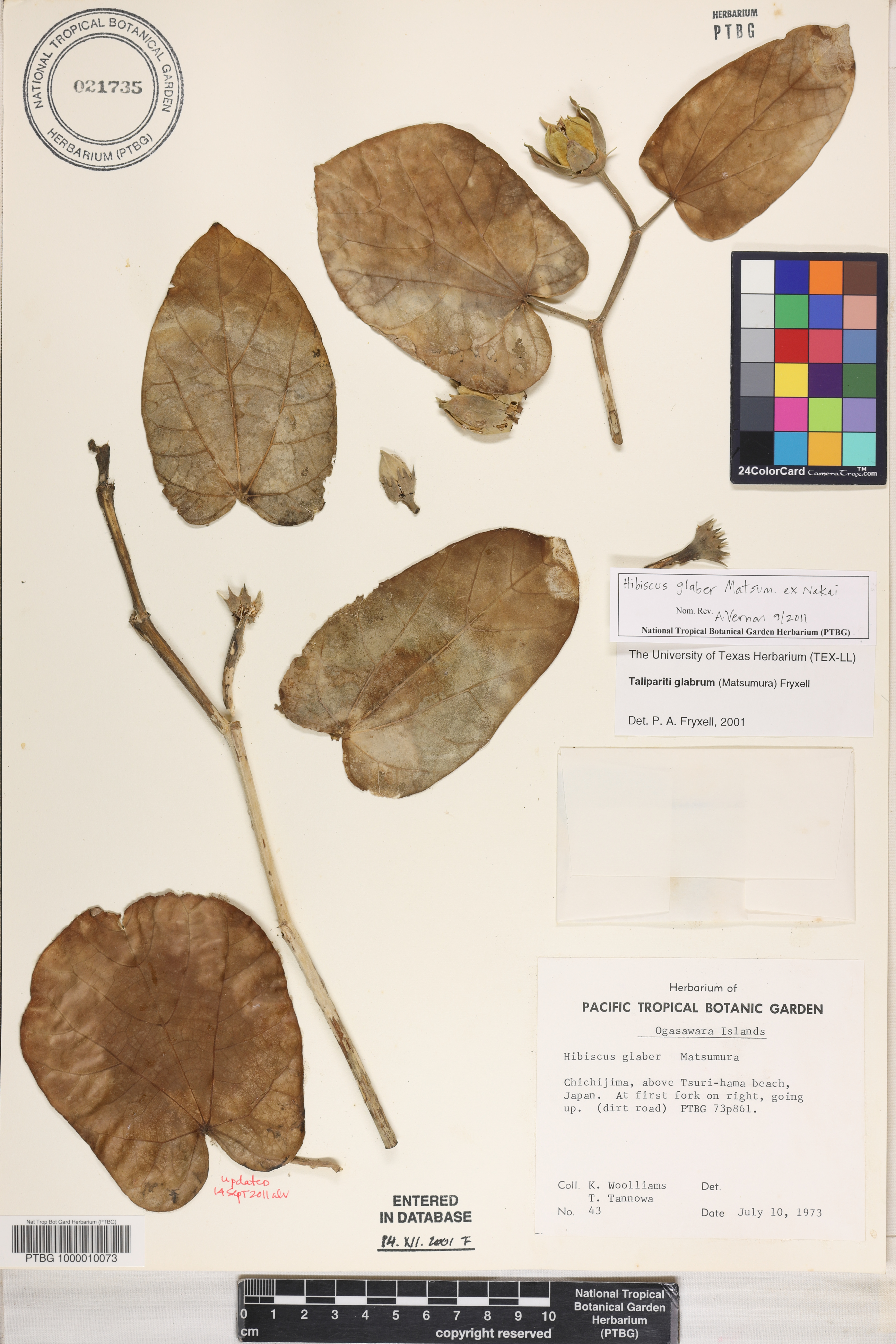 Talipariti glabrum image
