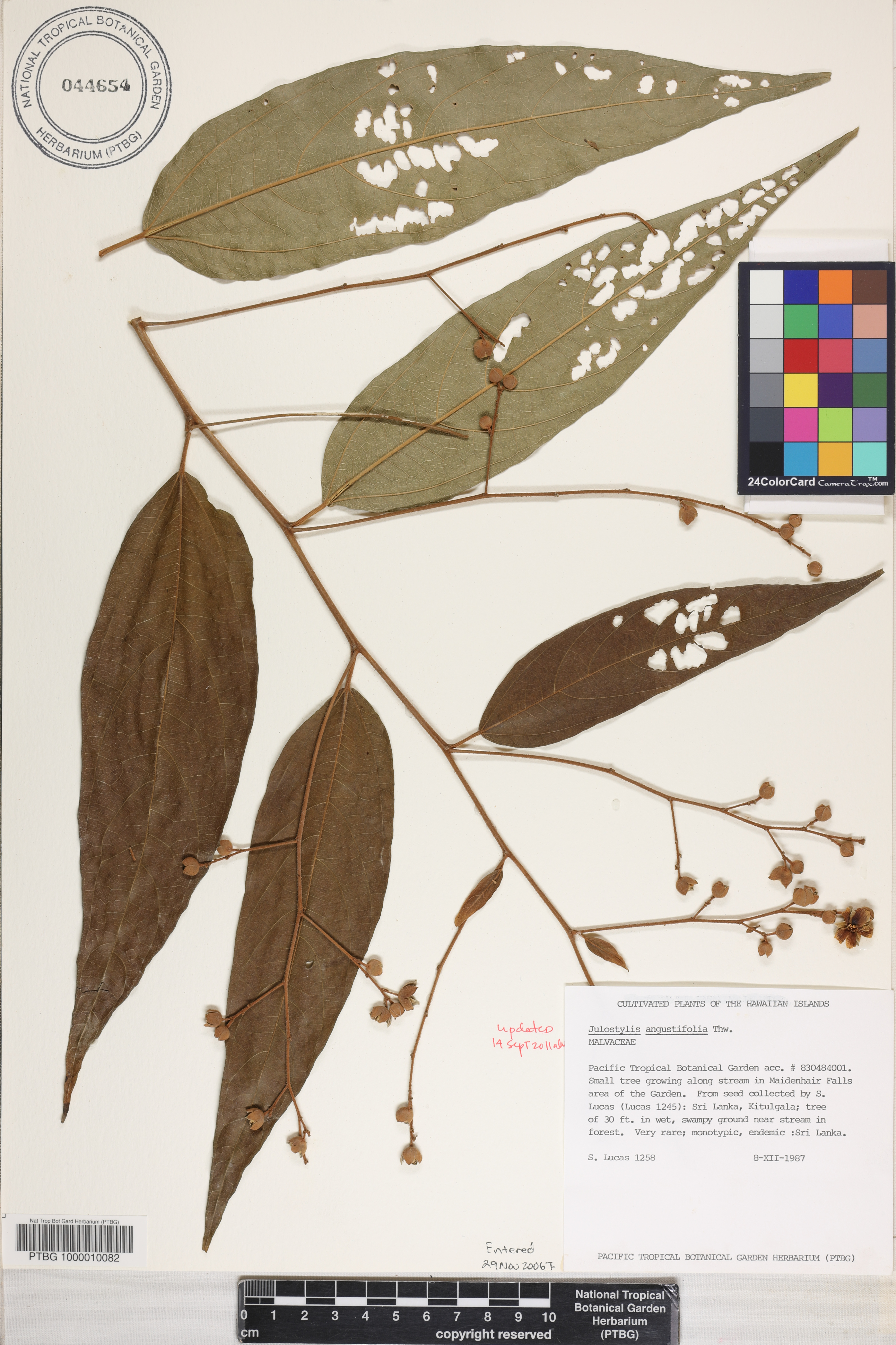 Julostylis angustifolia image