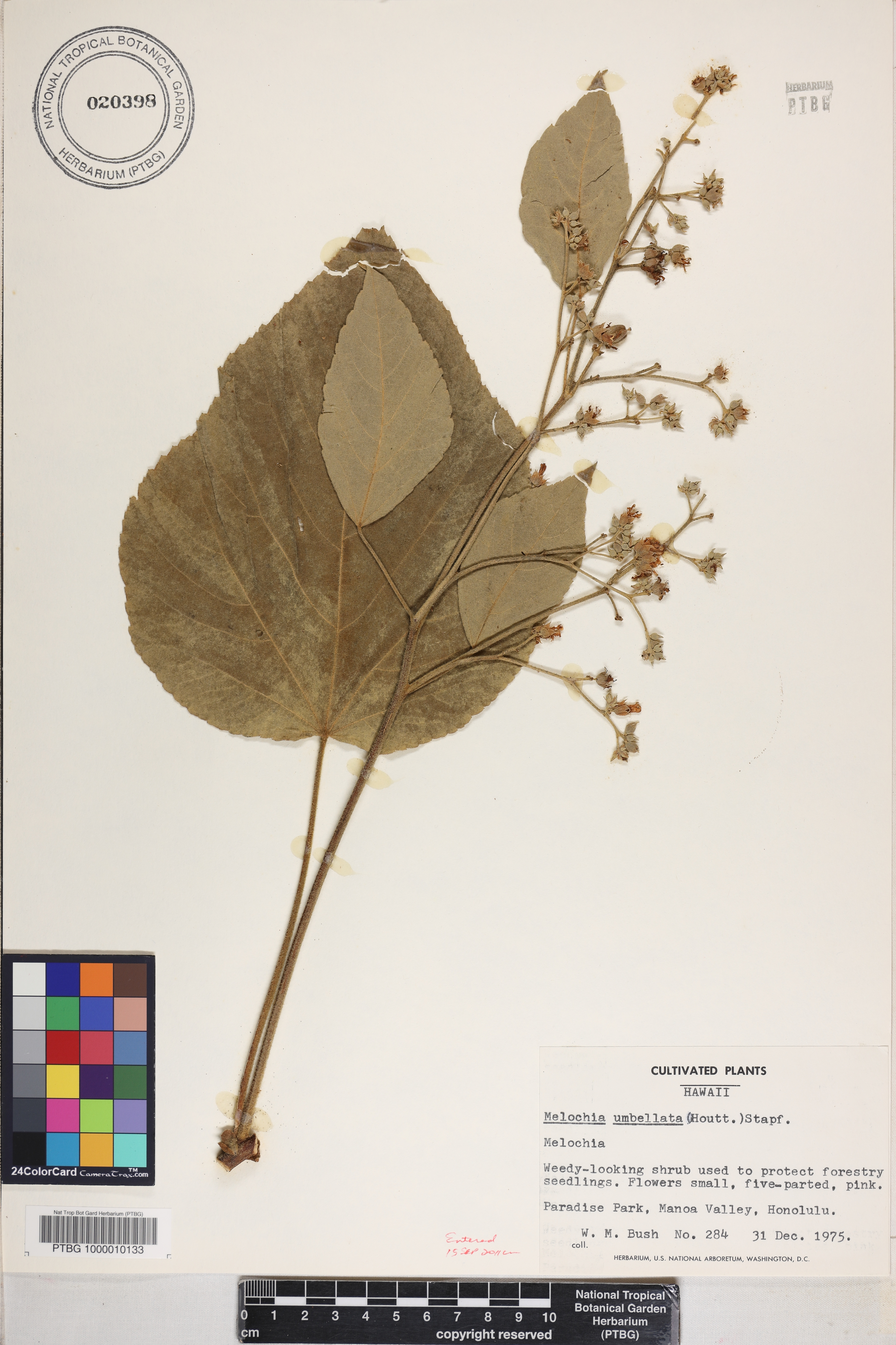 Melochia umbellata image