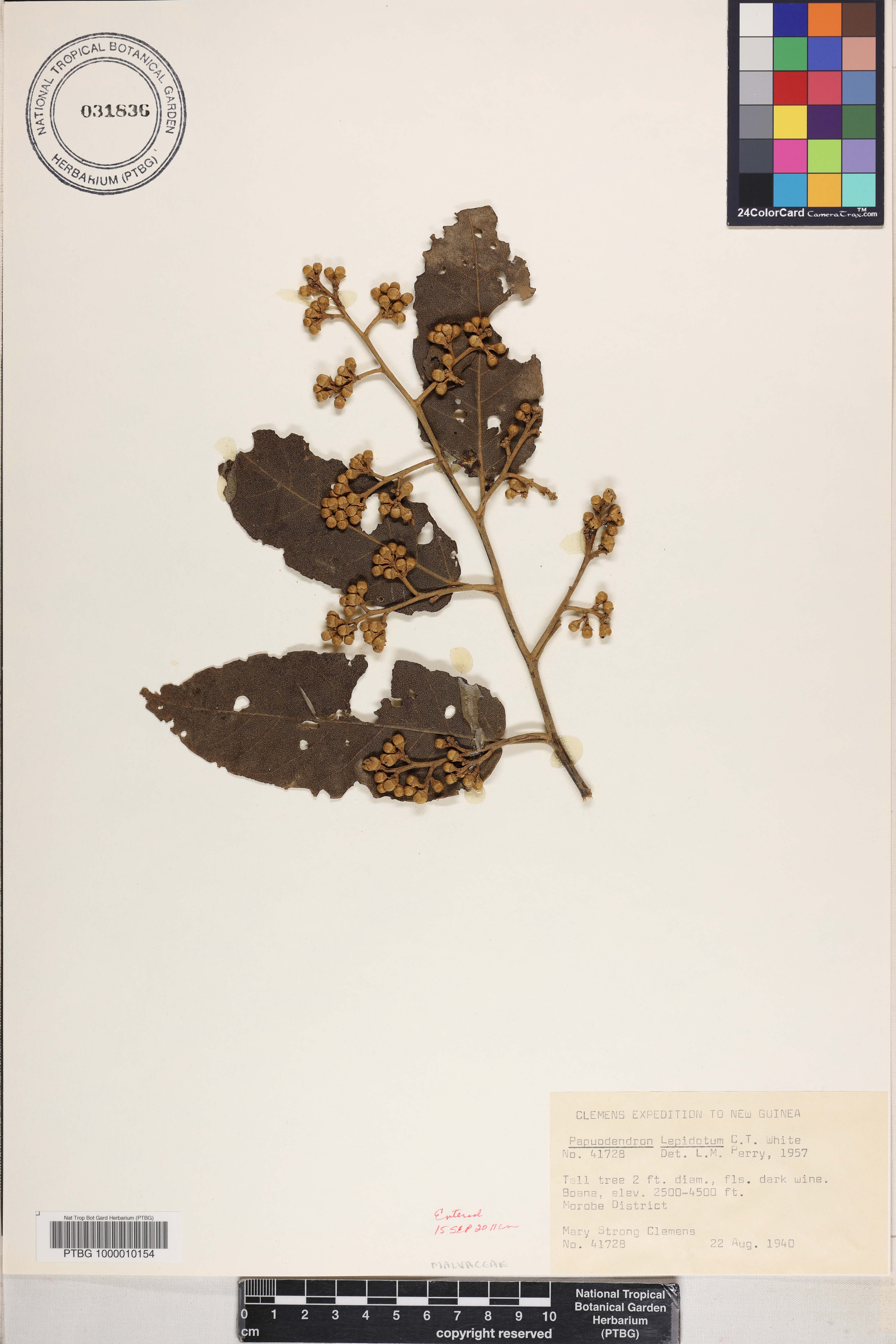 Papuodendron lepidotum image