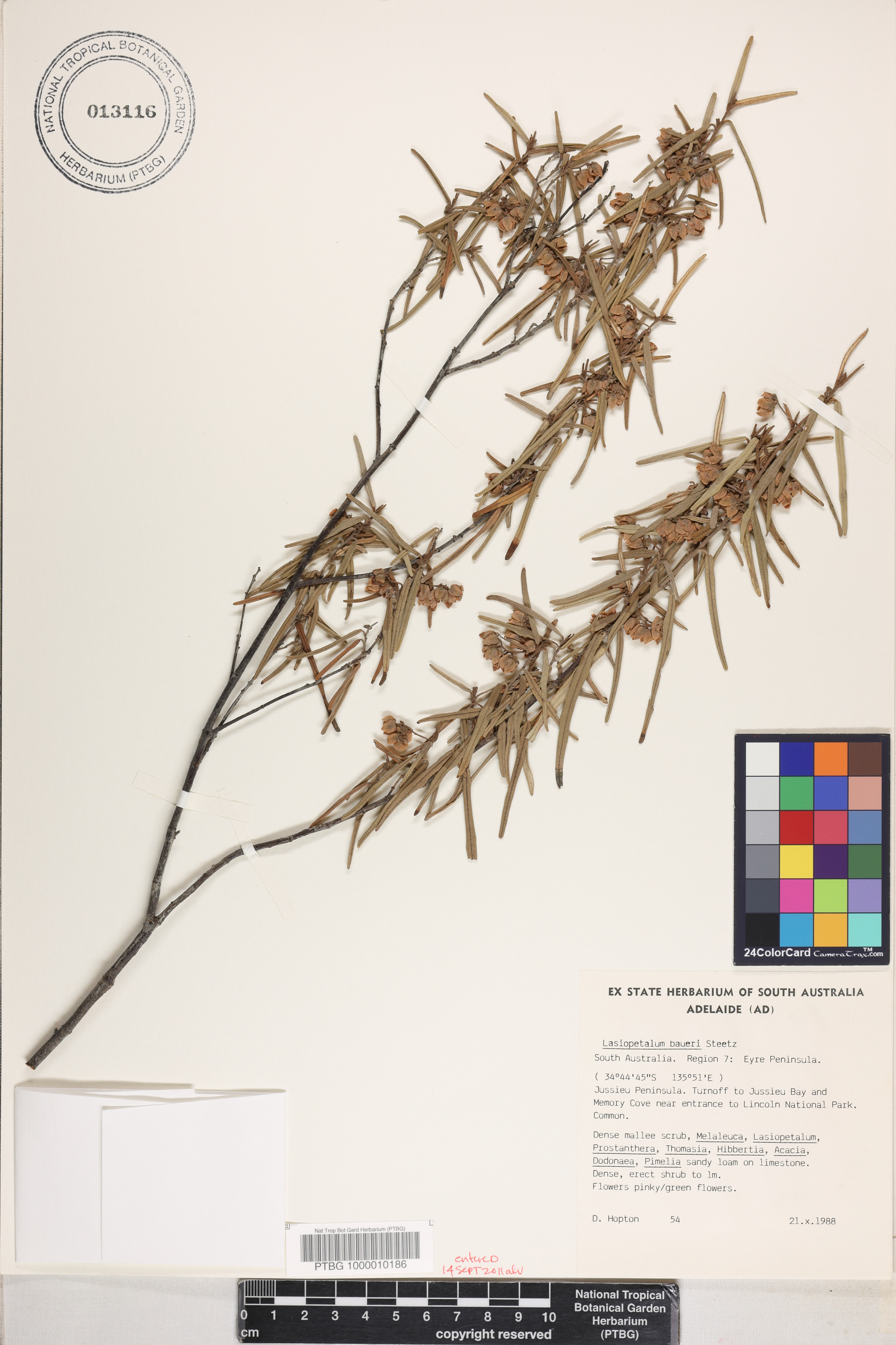 Lasiopetalum baueri image