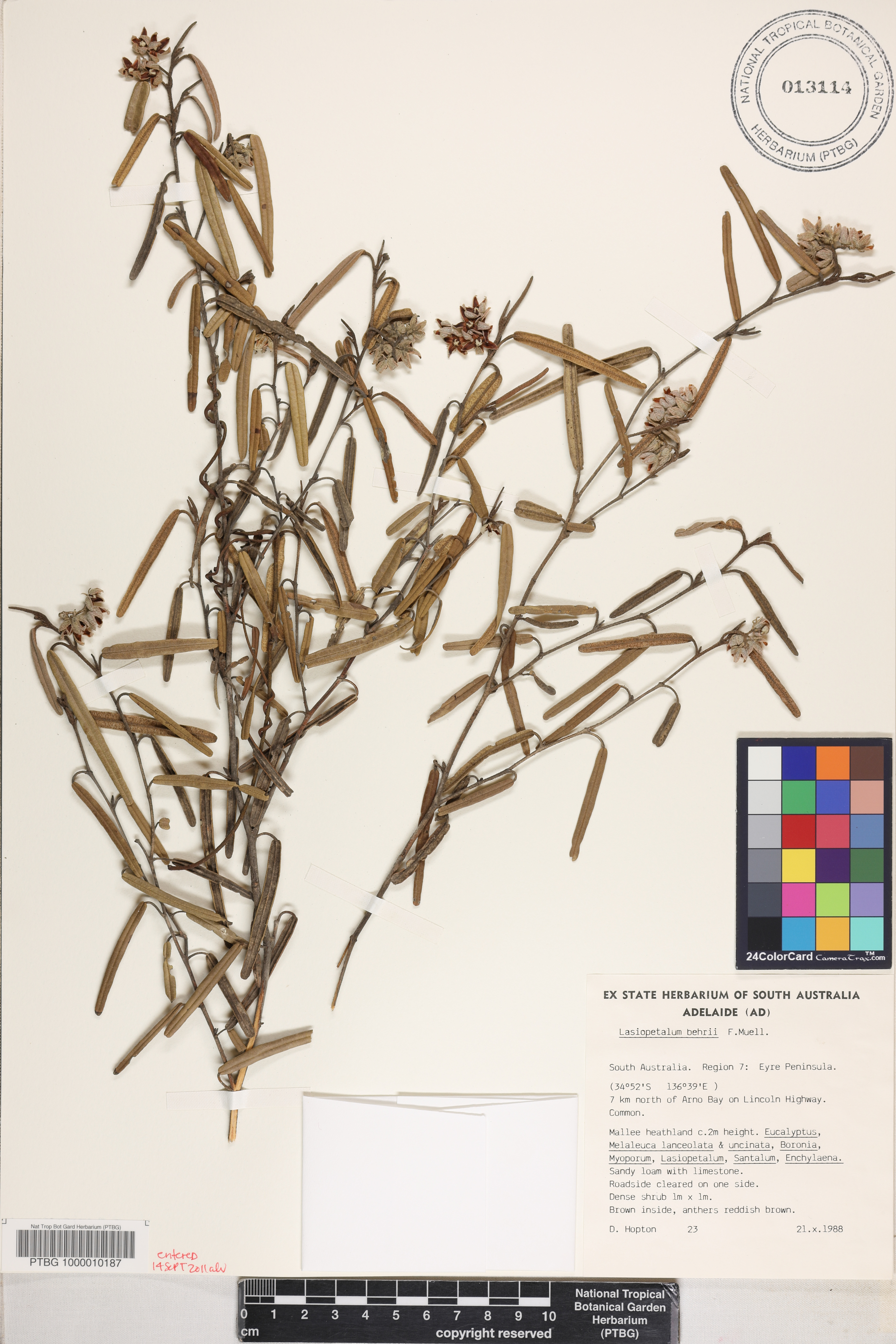 Lasiopetalum behrii image