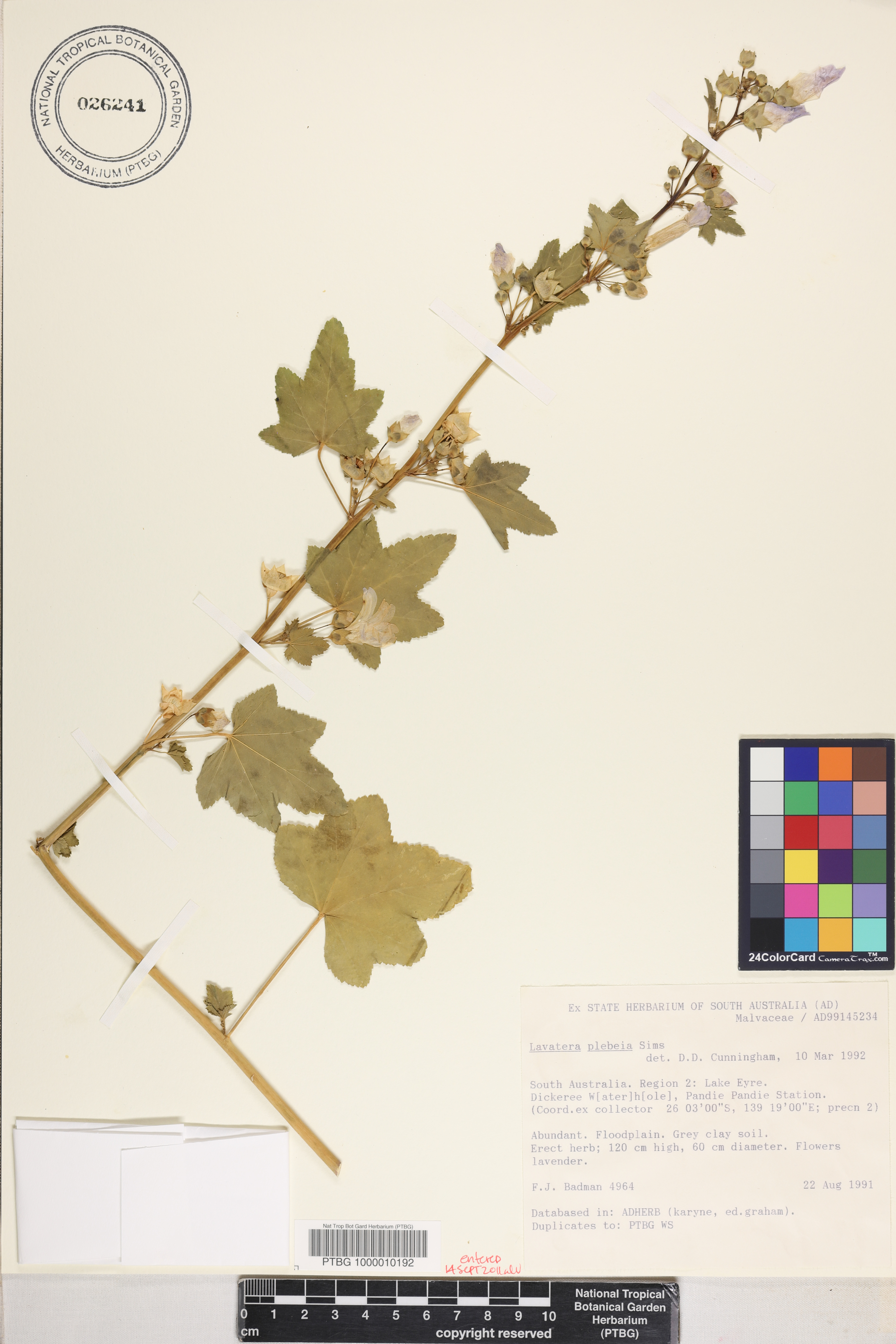 Malva australiana image