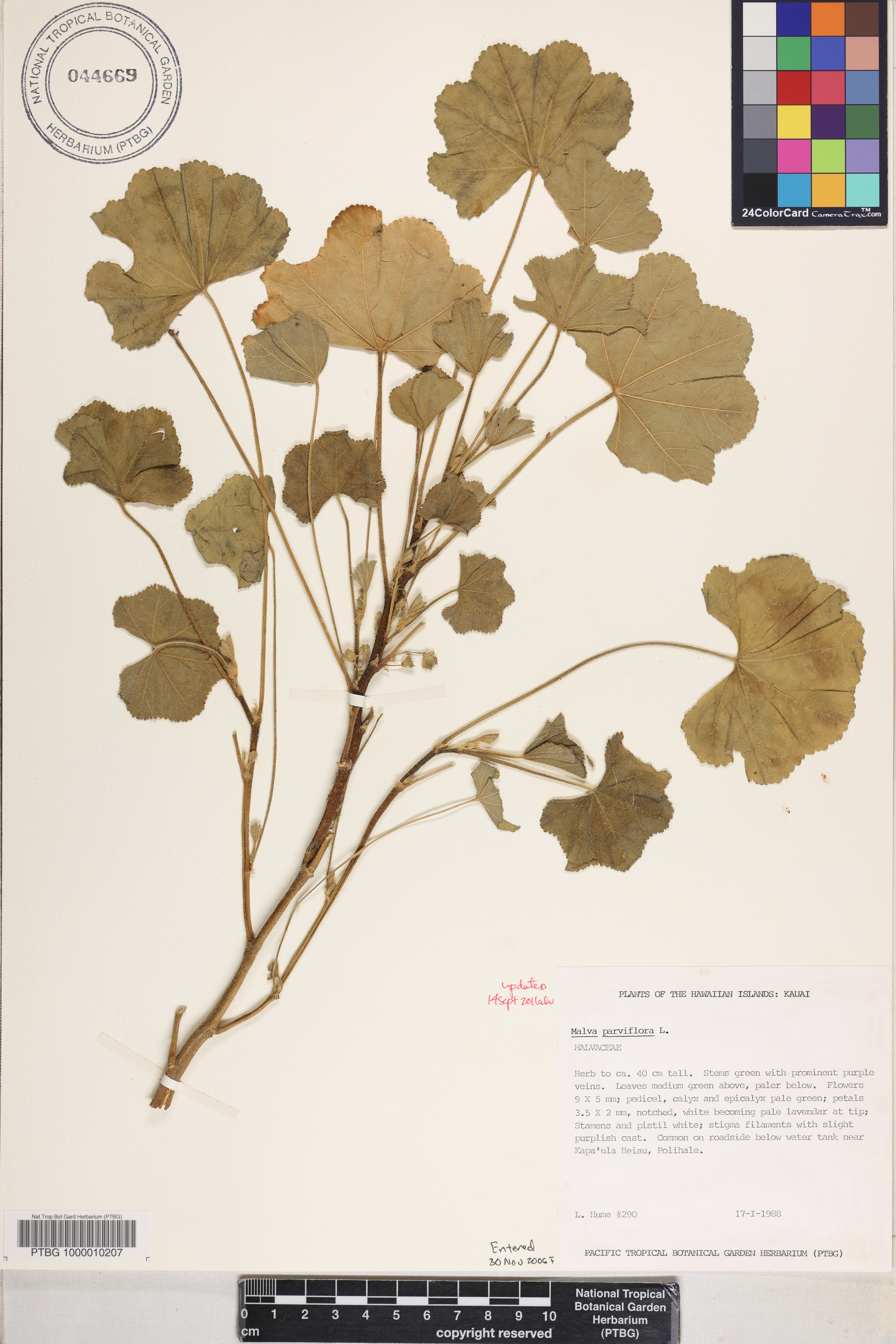 Malva image