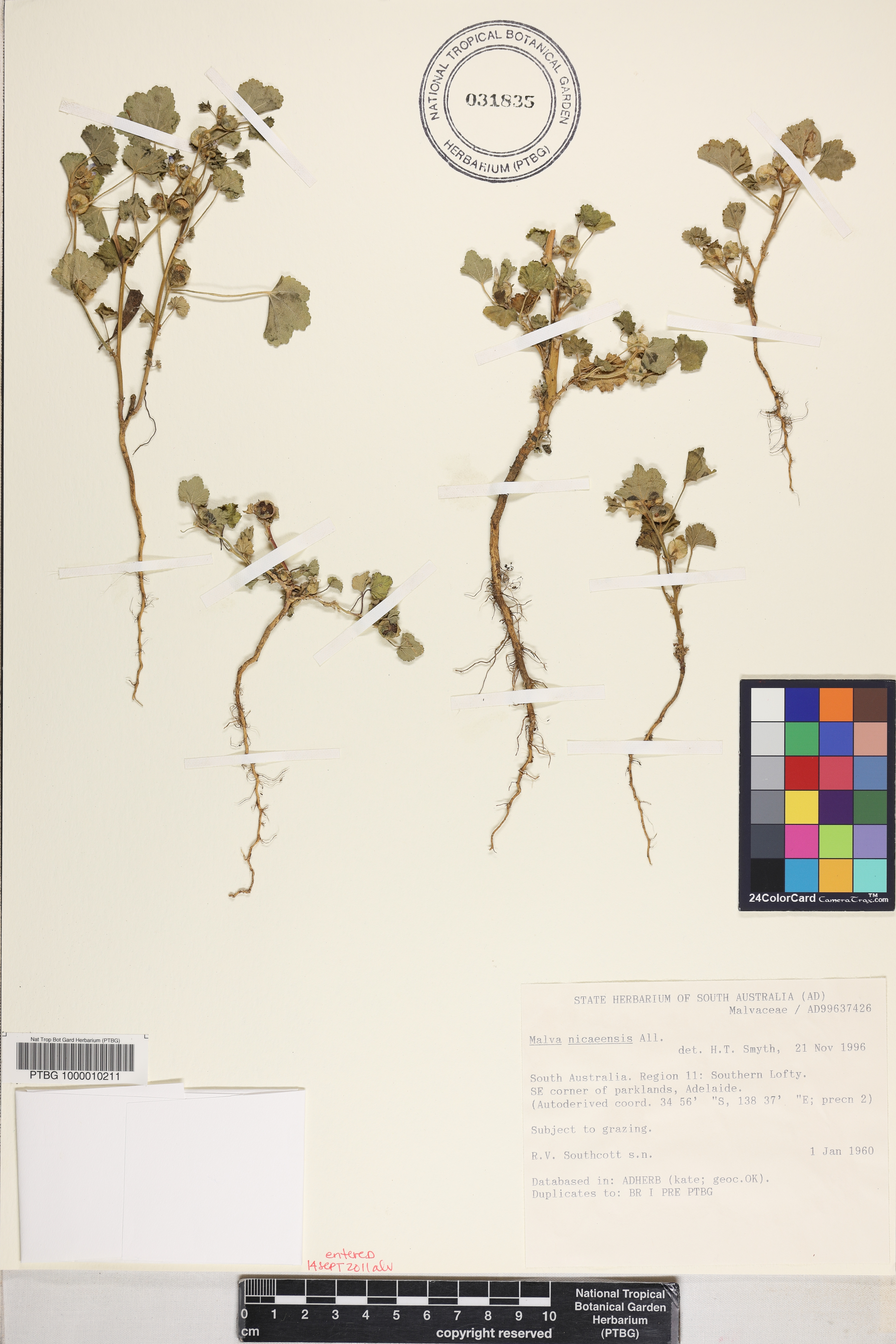 Malva nicaeensis image