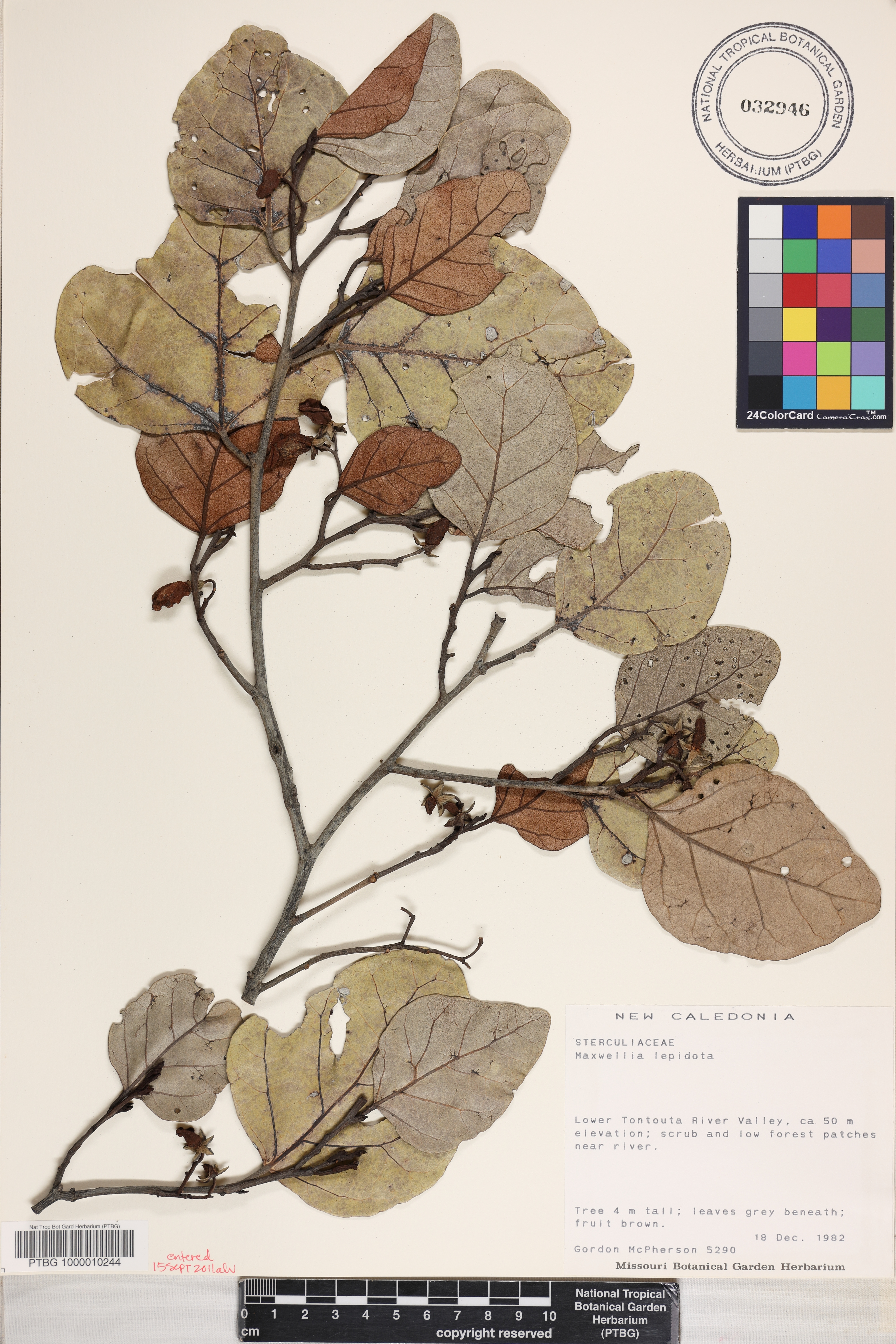 Maxwellia lepidota image