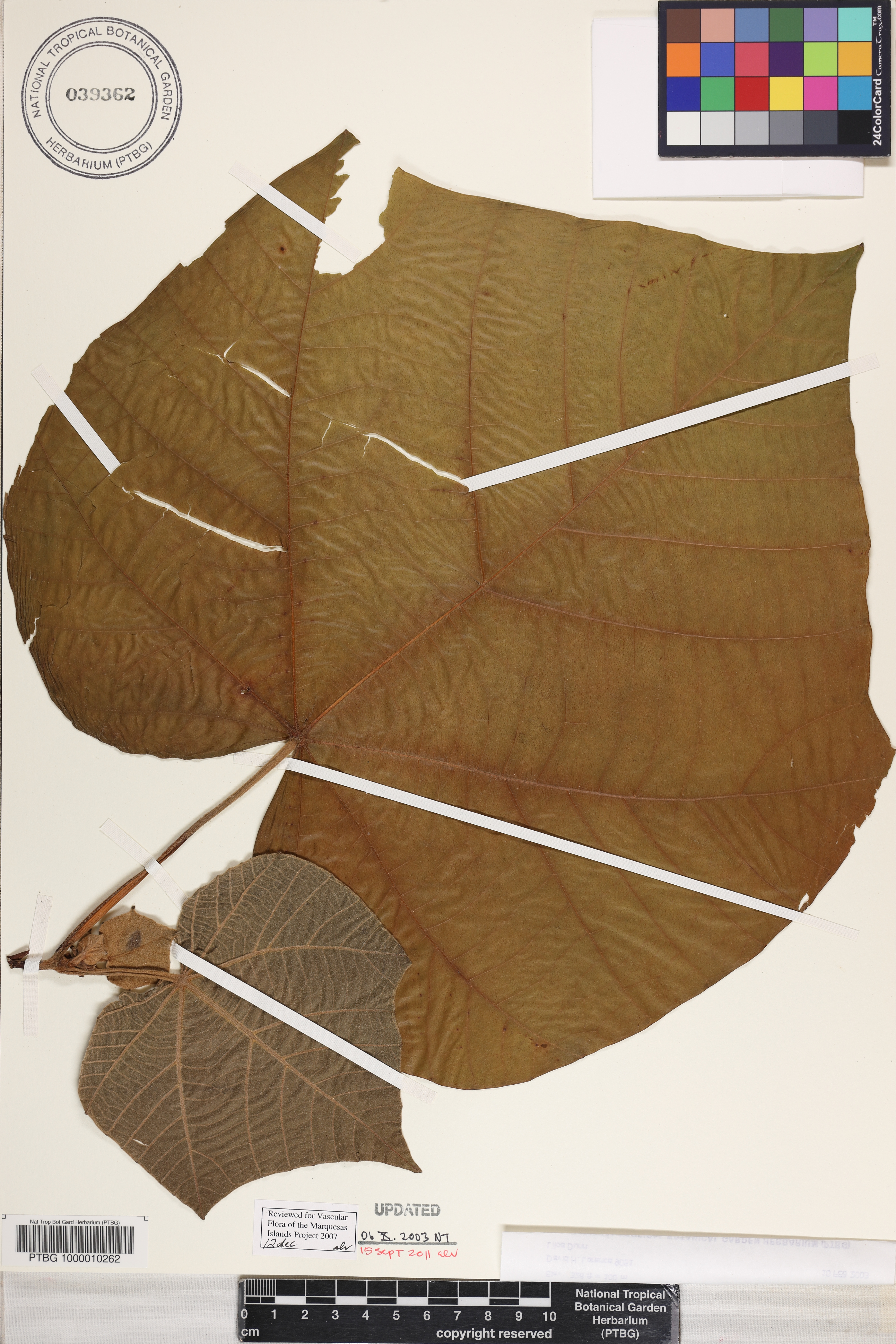 Ochroma pyramidale image