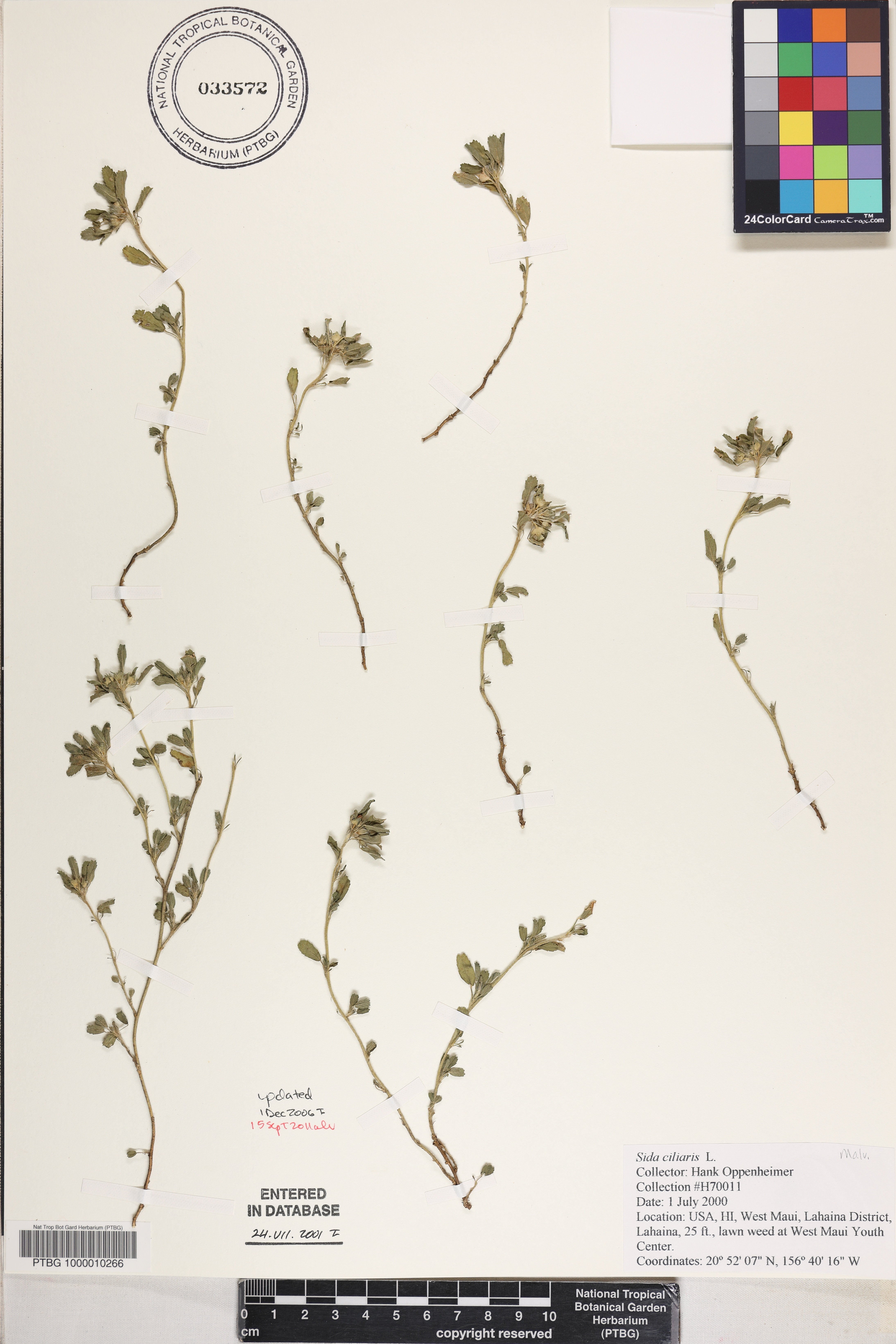 Sida ciliaris image