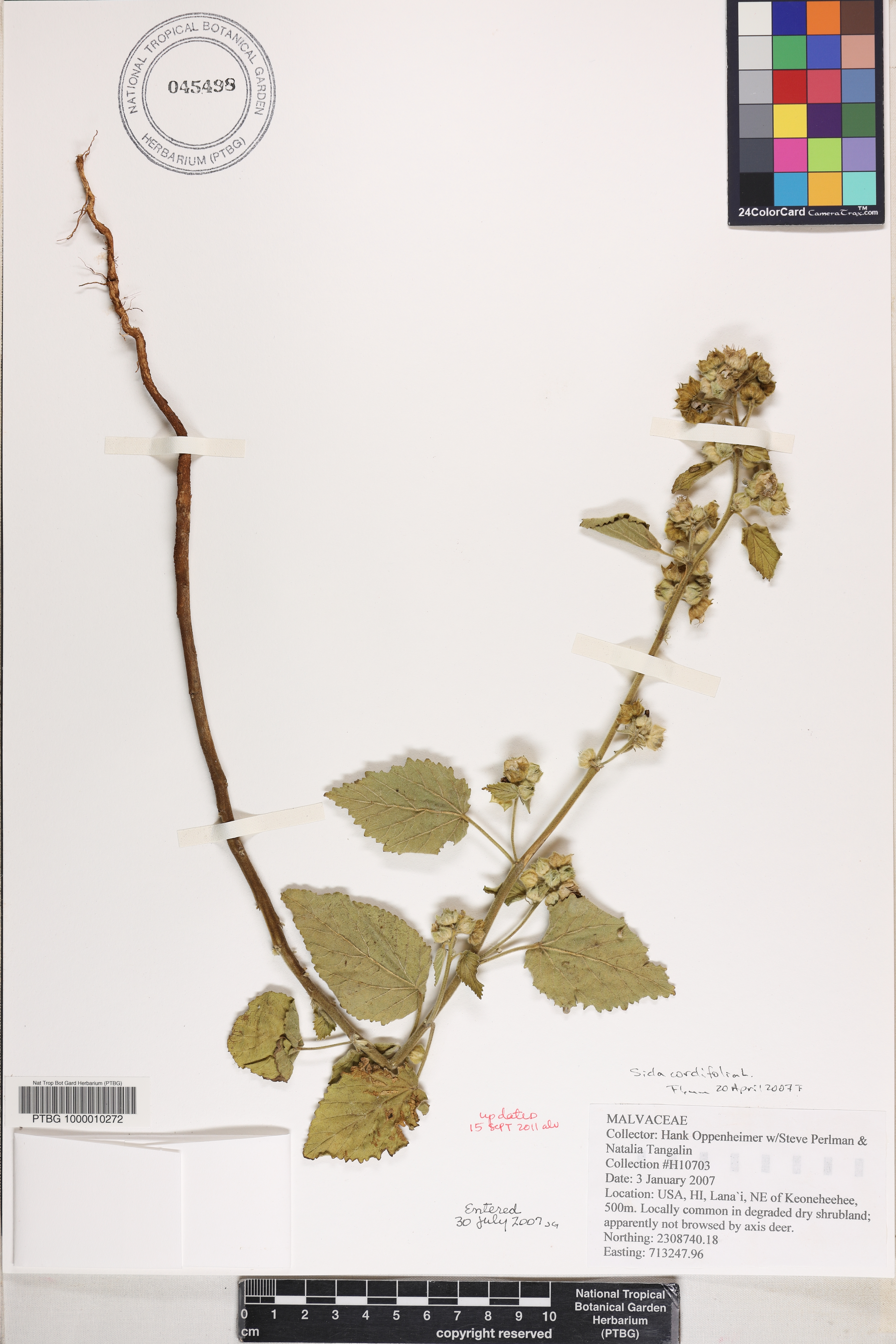 Sida cordifolia image