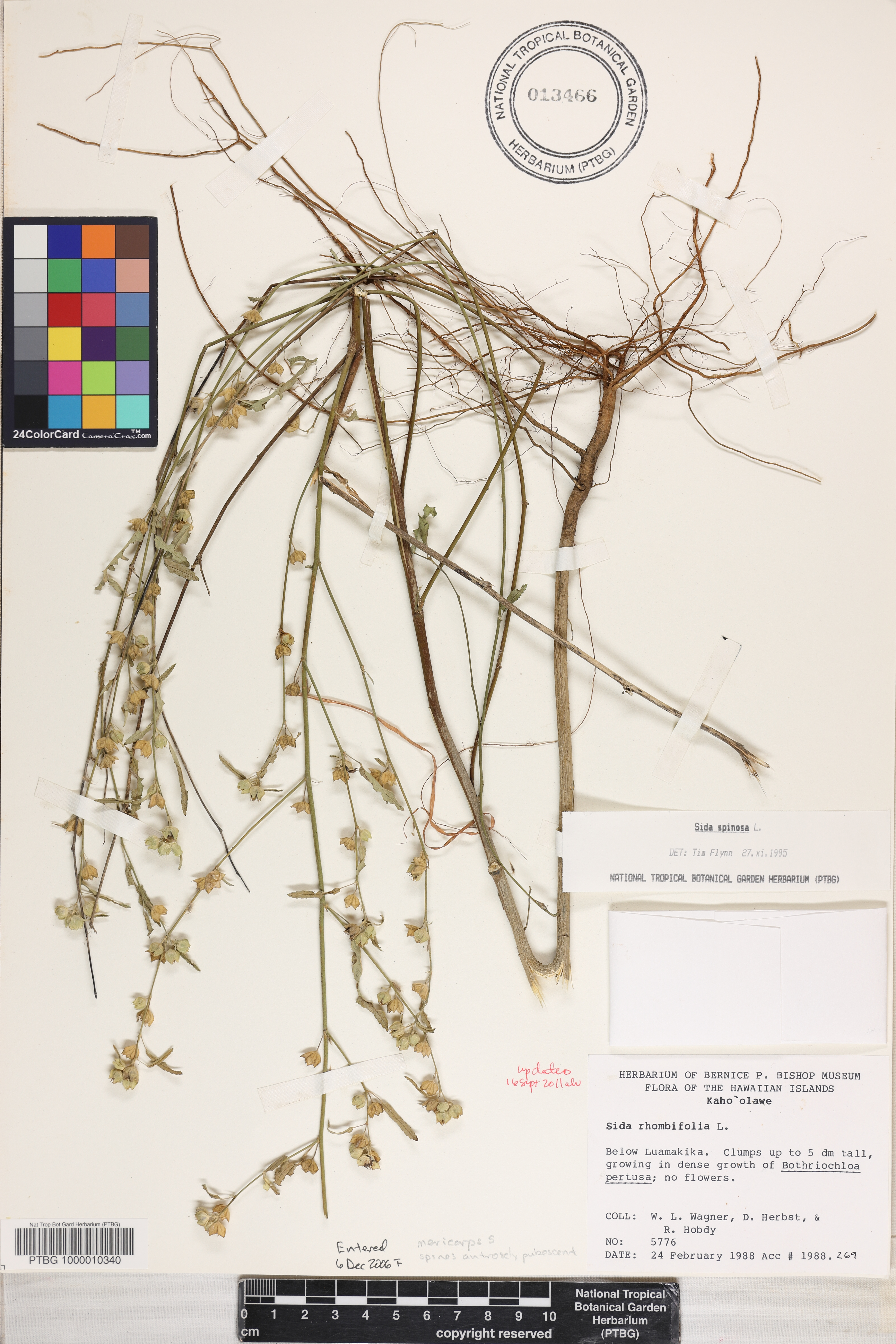 Sida spinosa image