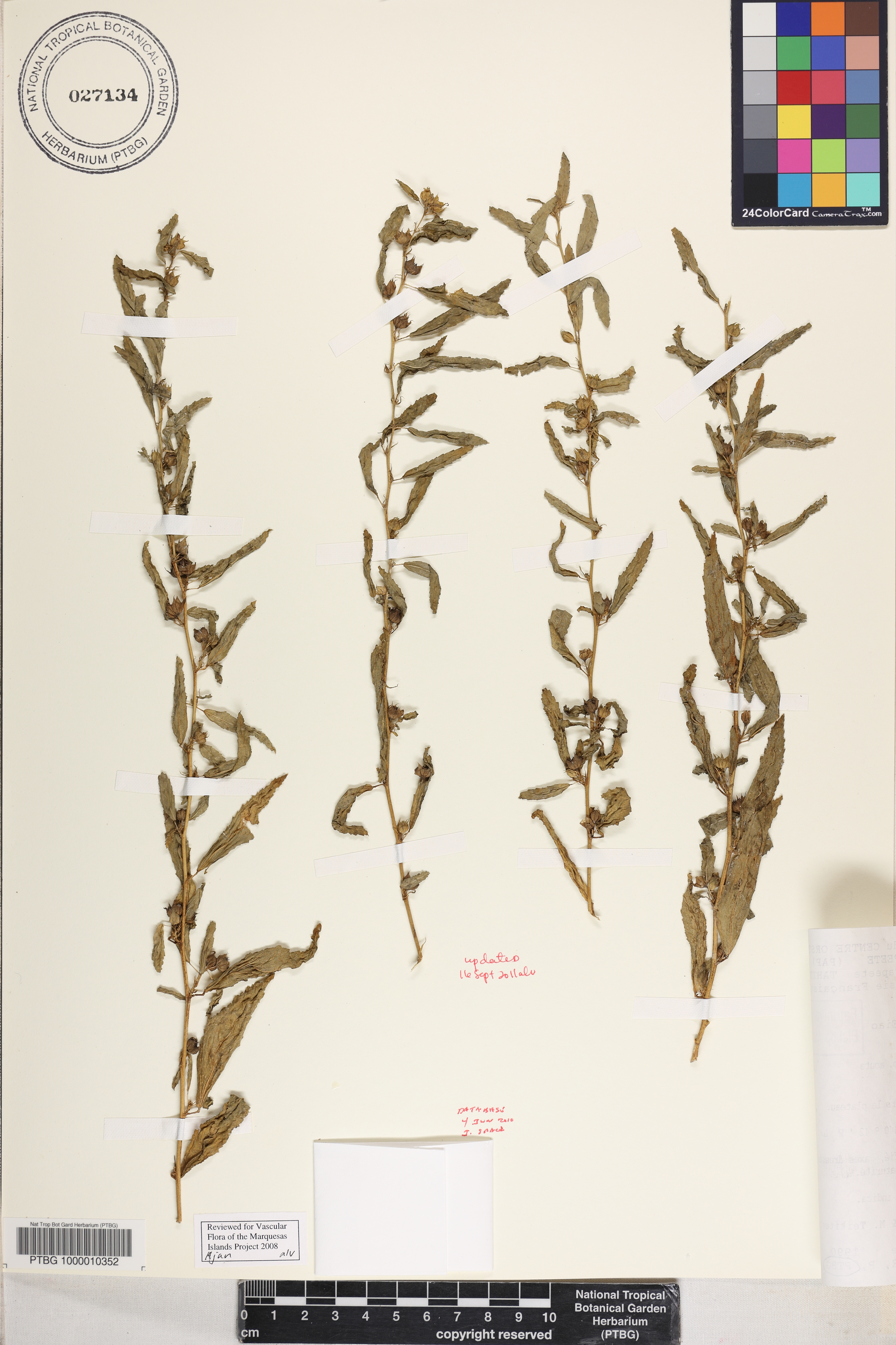 Sida acuta subsp. acuta image