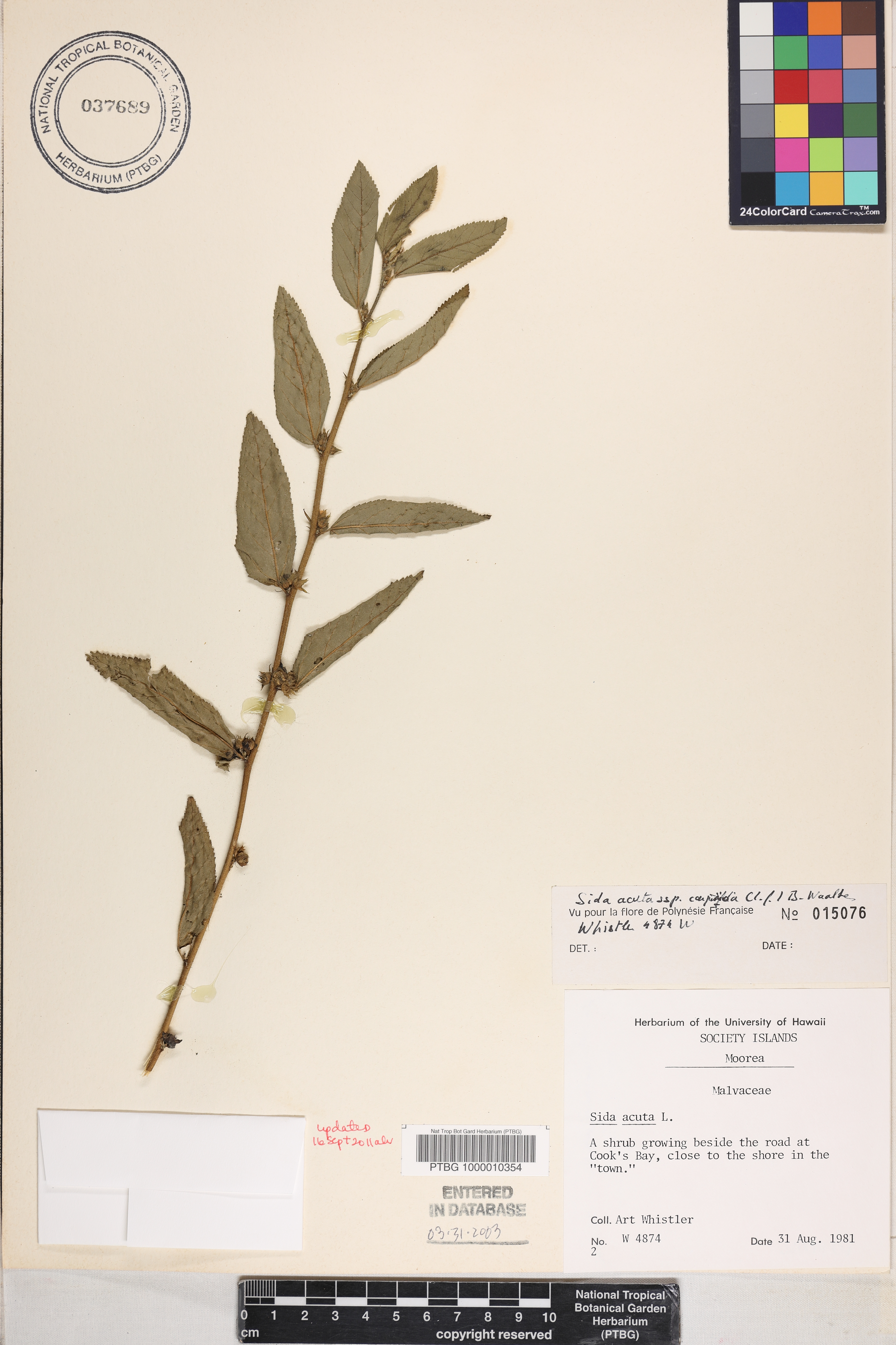 Sida acuta subsp. carpinifolia image