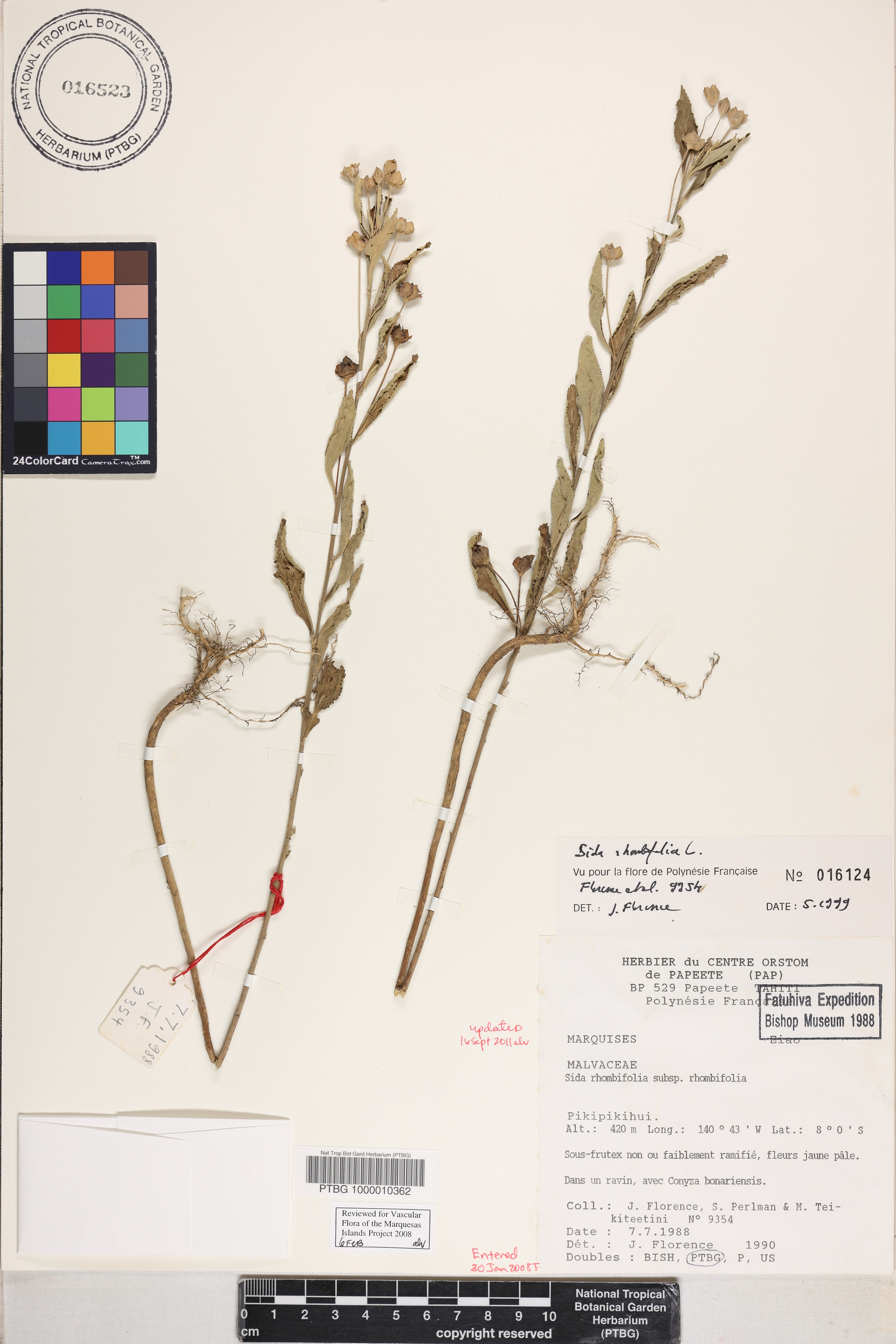 Sida rhombifolia image