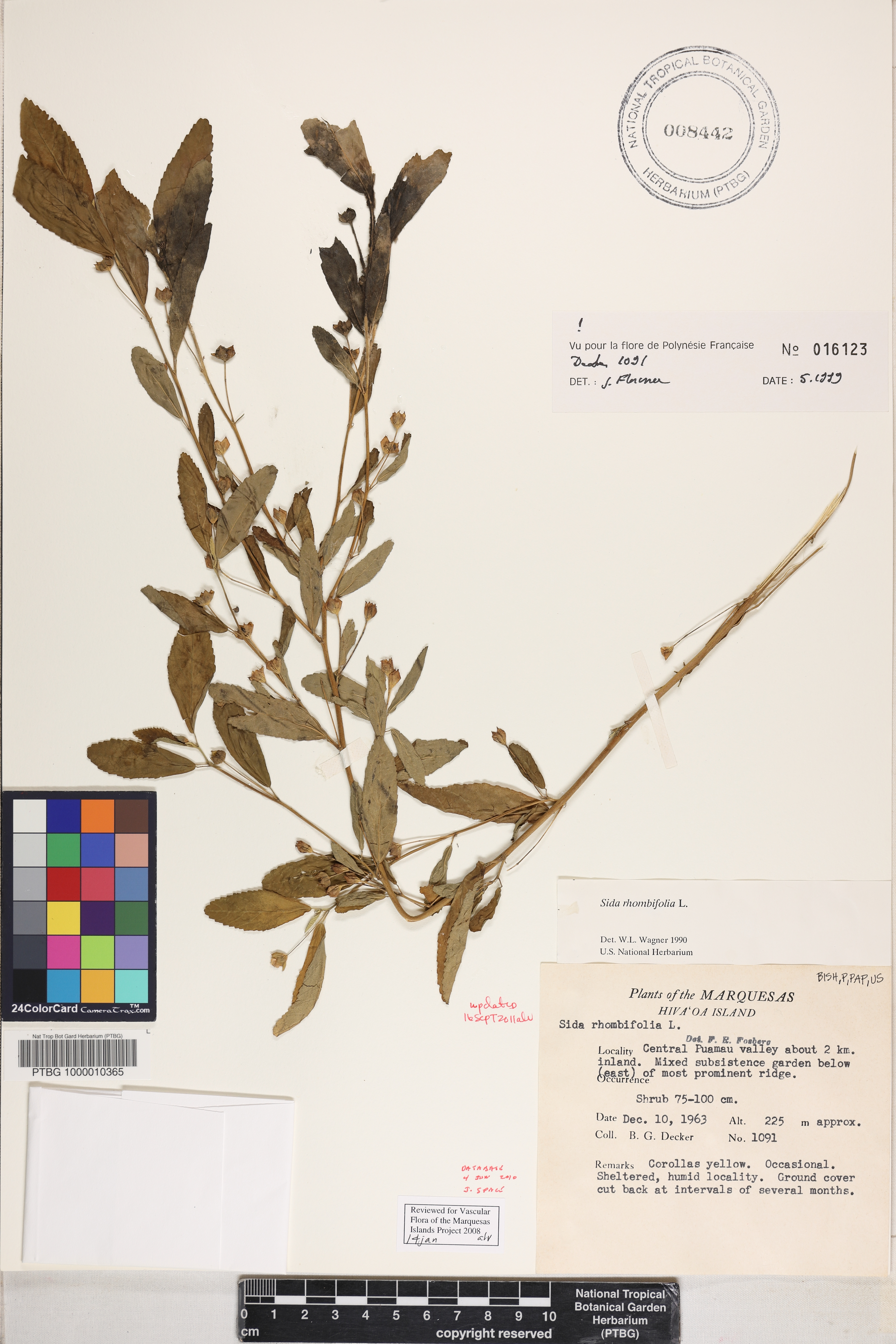 Sida rhombifolia image