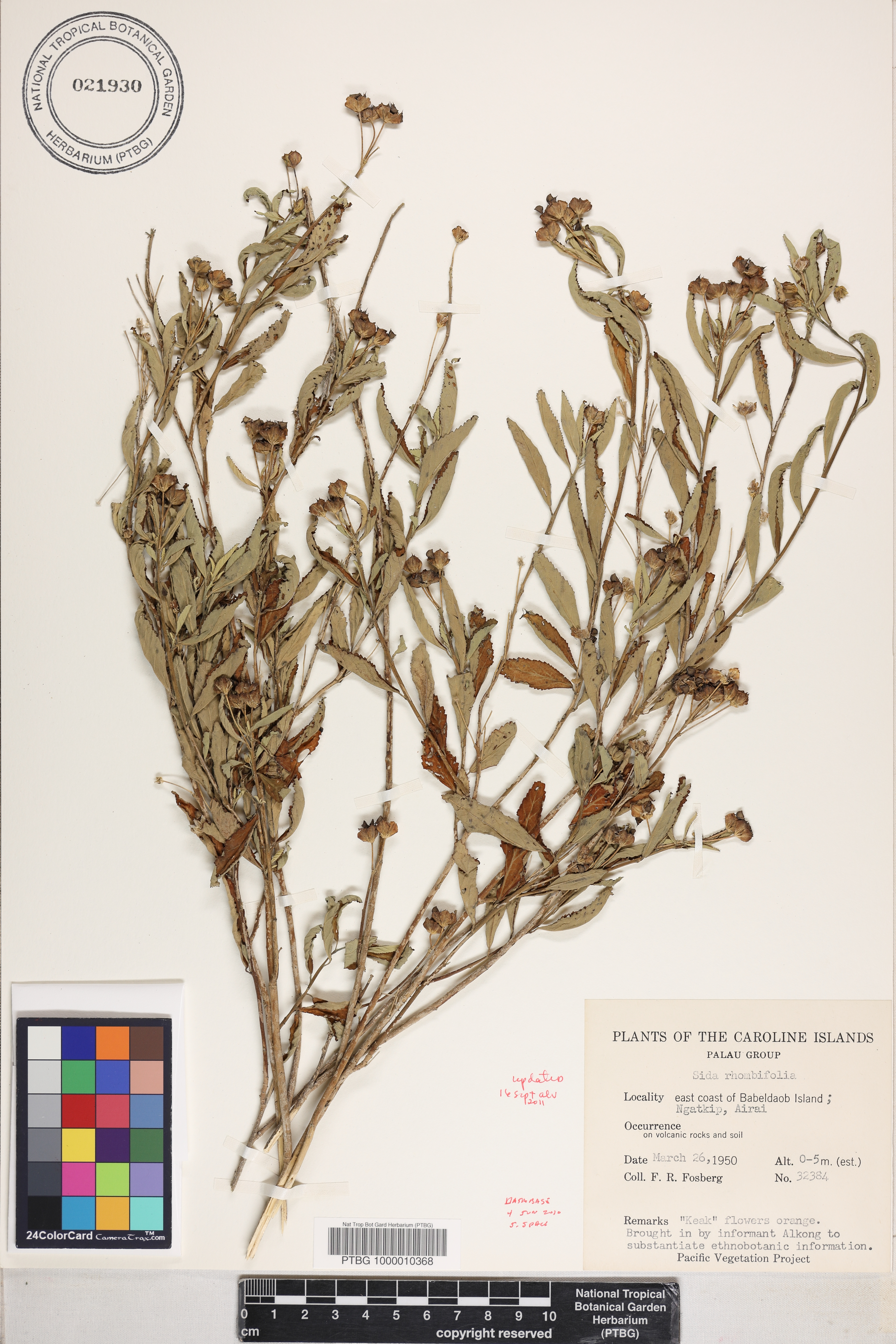 Sida rhombifolia image
