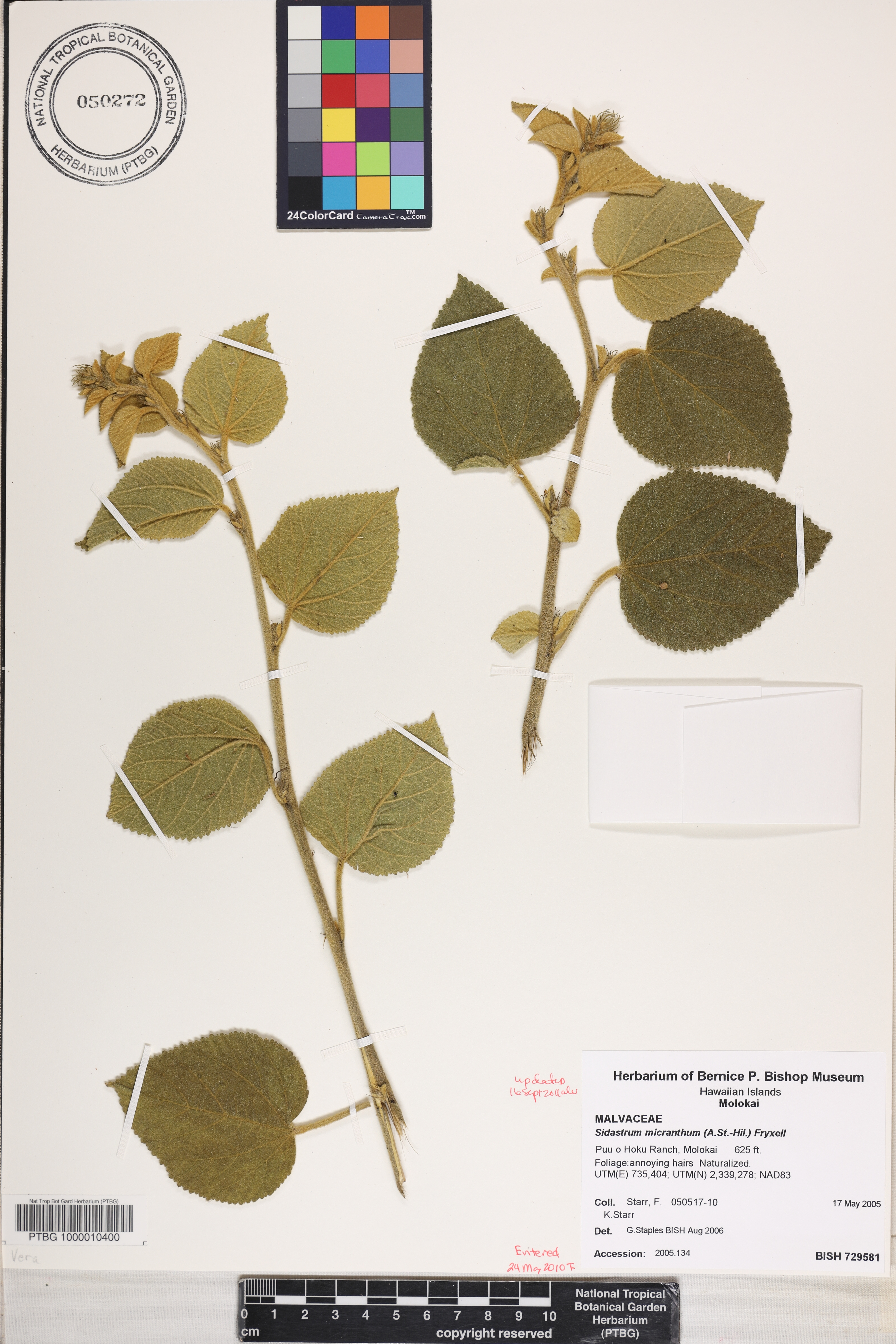 Sidastrum micranthum image
