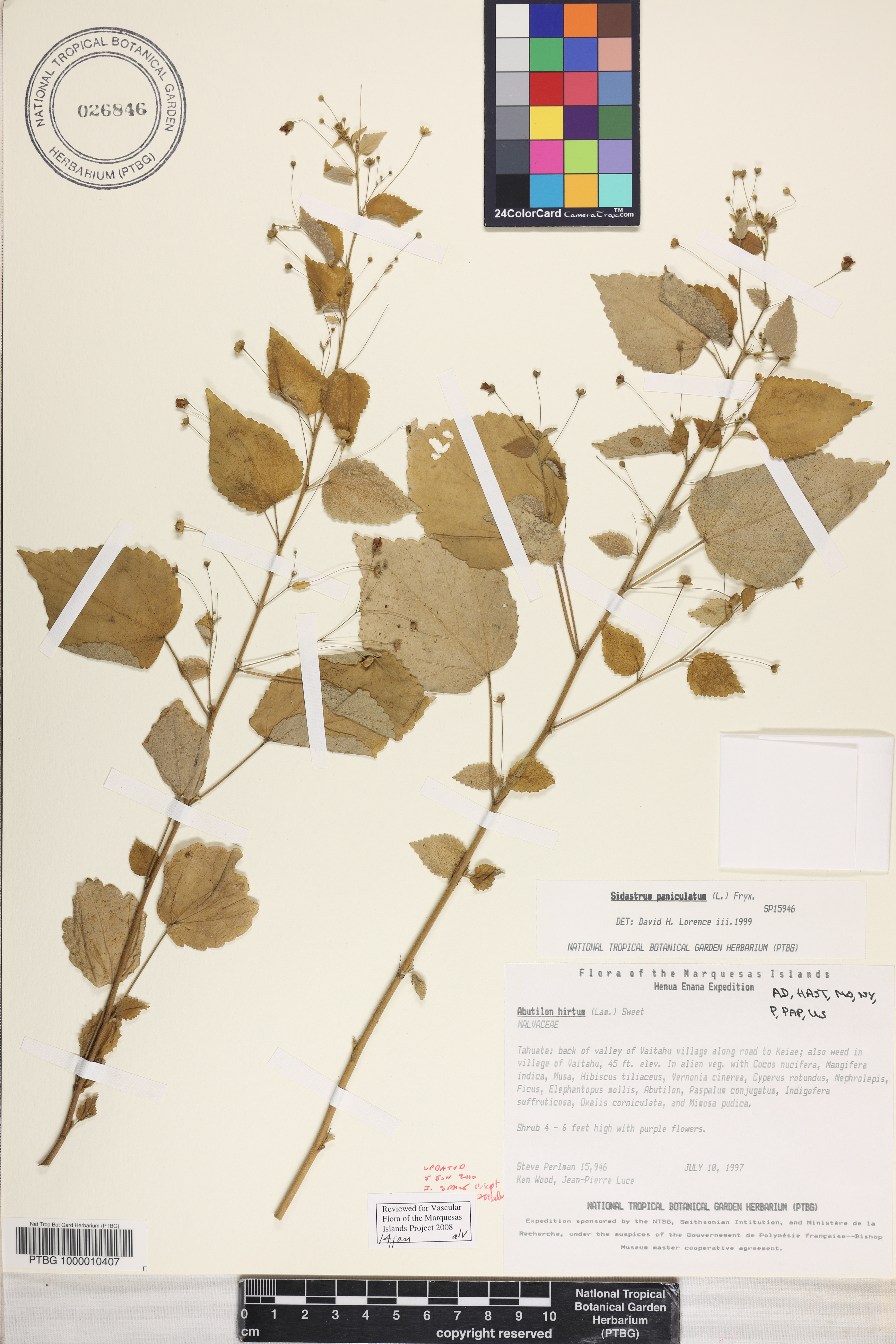 Sidastrum paniculatum image