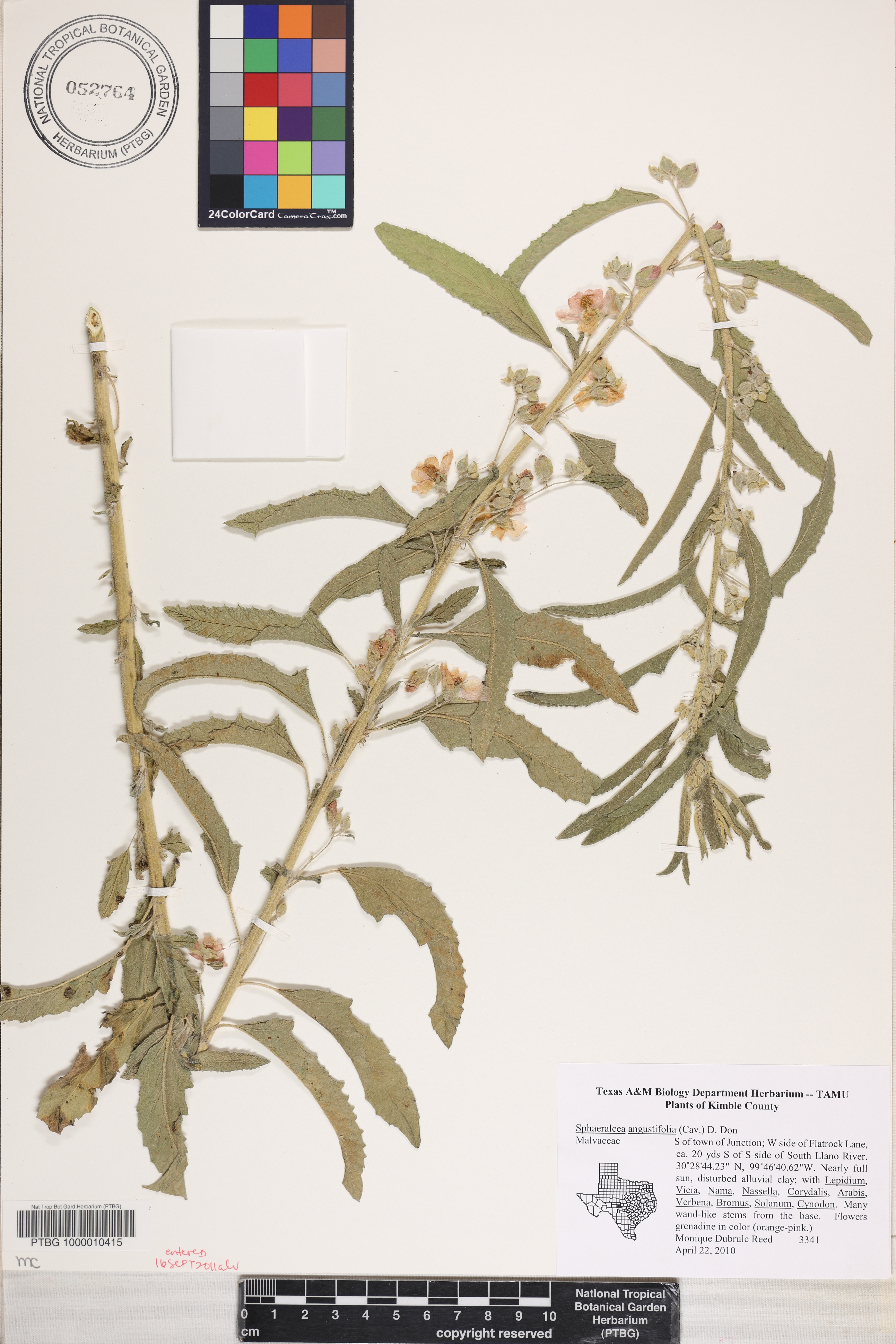 Sphaeralcea angustifolia image