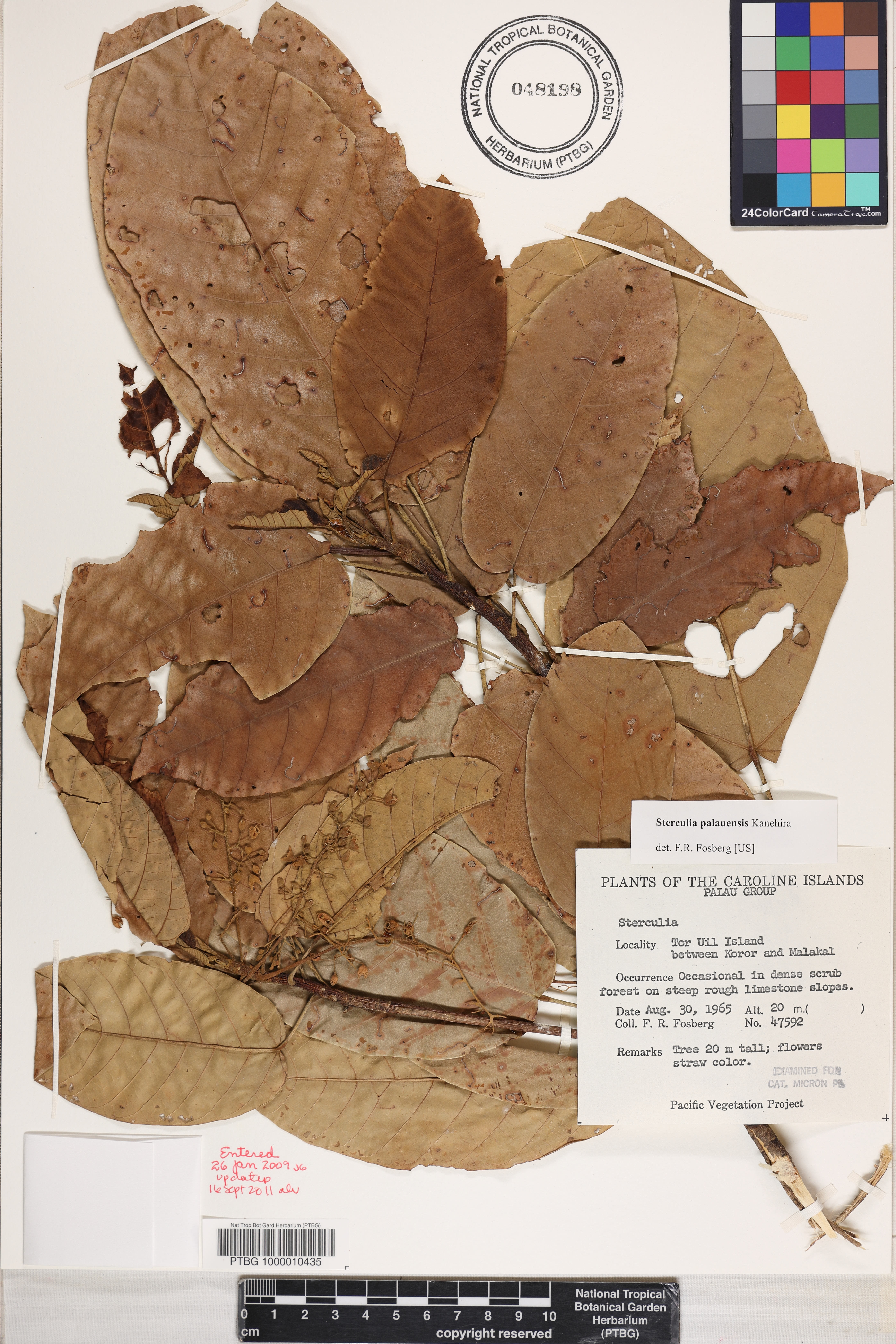 Sterculia palauensis image