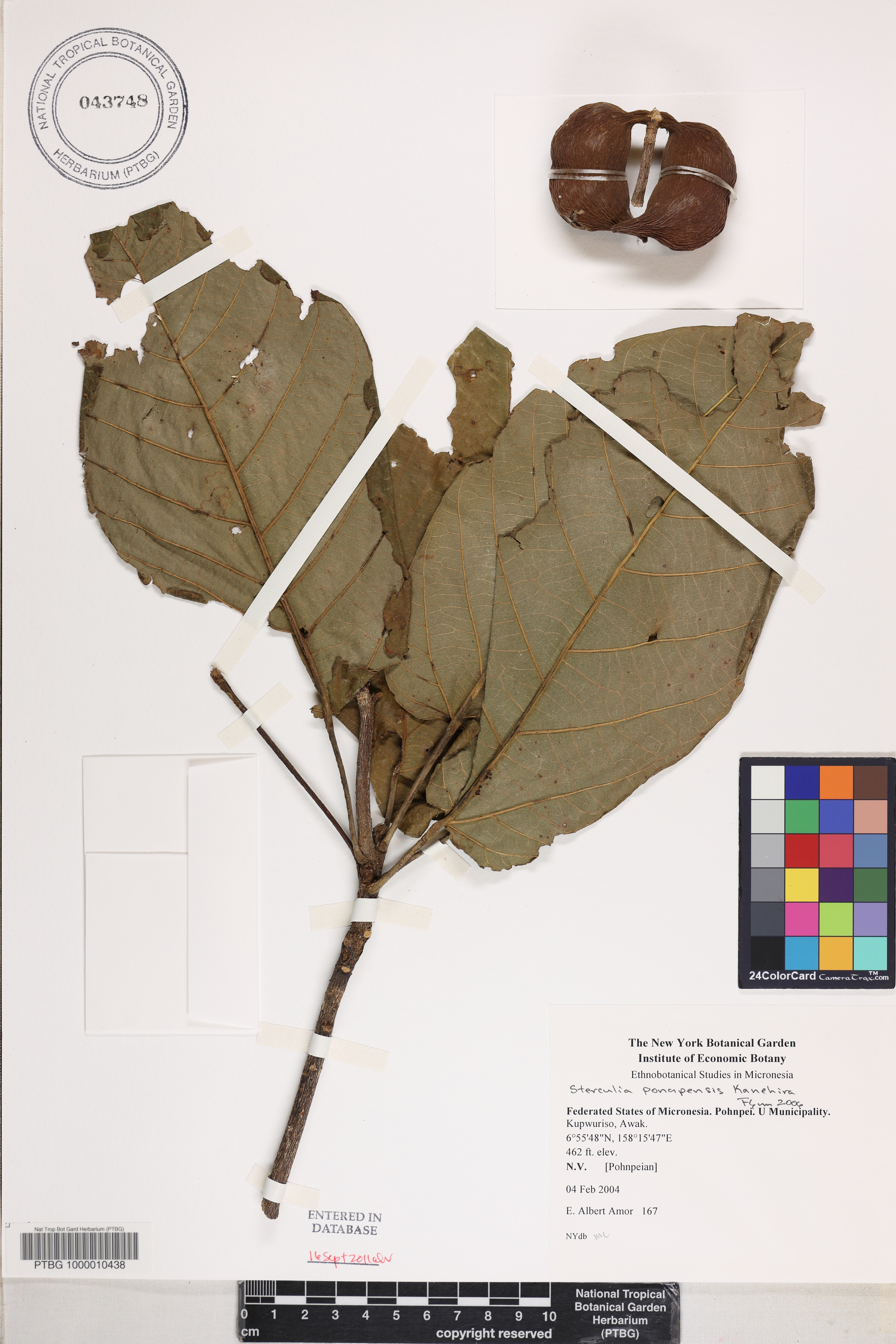 Sterculia ponapensis image
