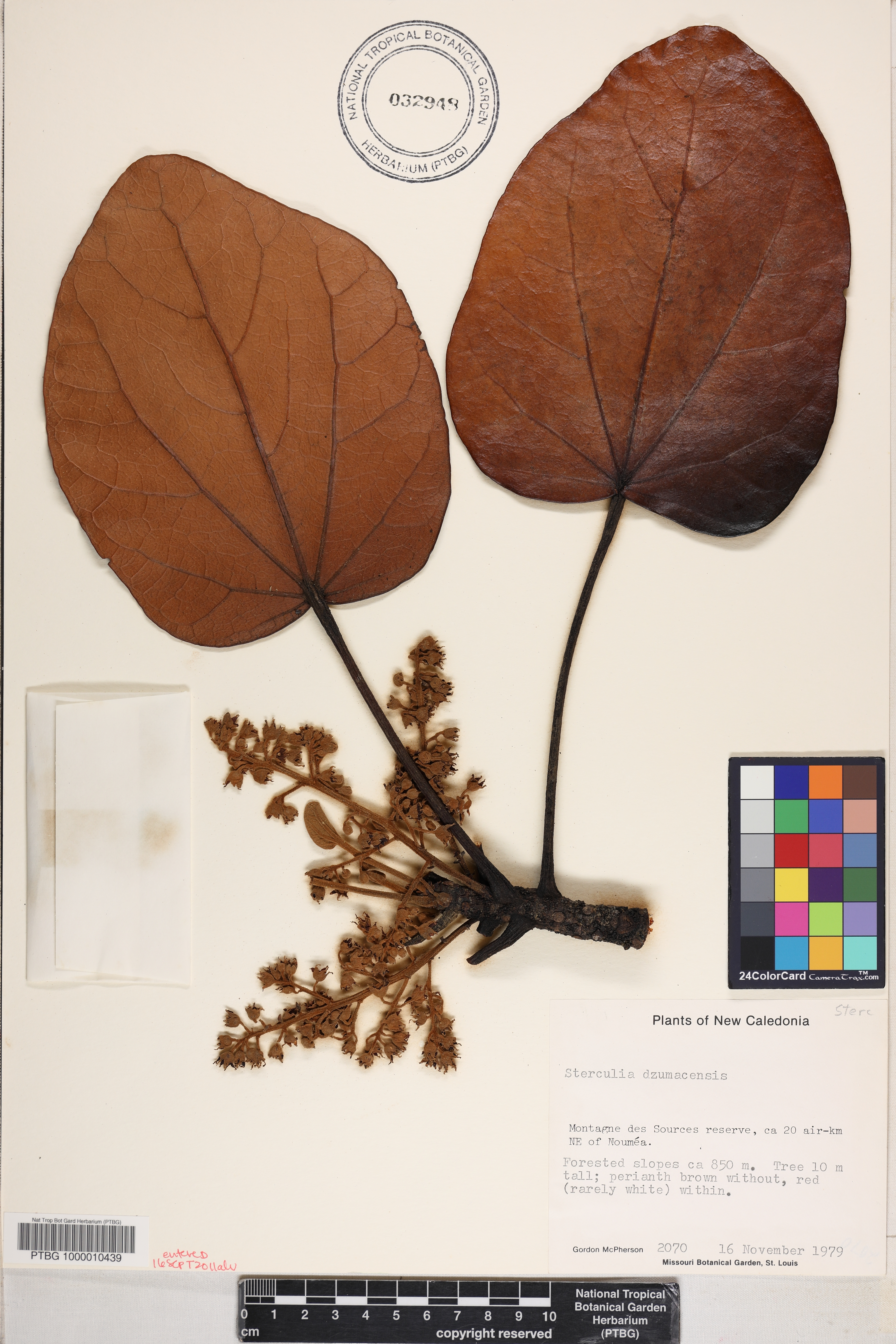 Acropogon dzumacensis image