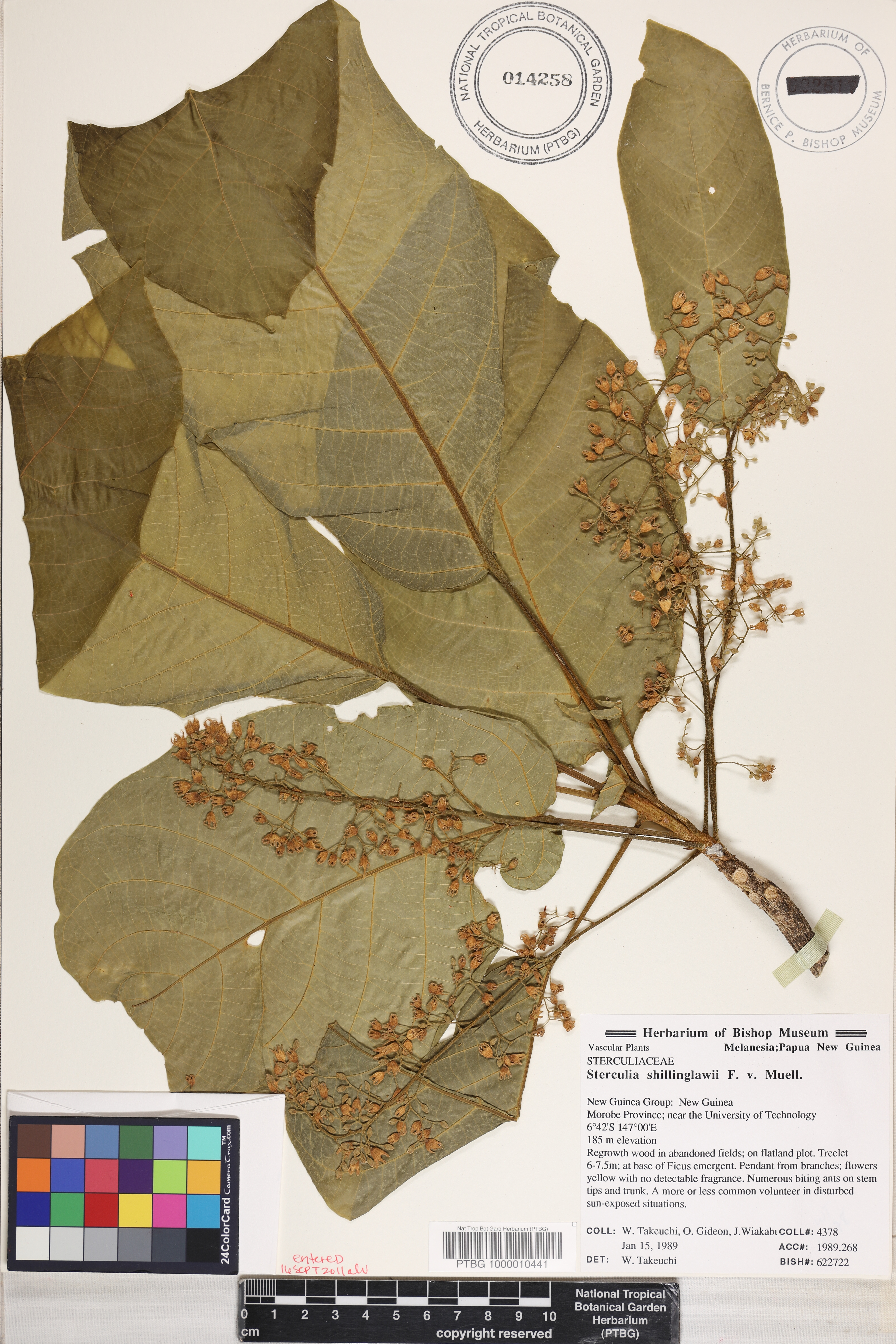 Sterculia shillinglawii image