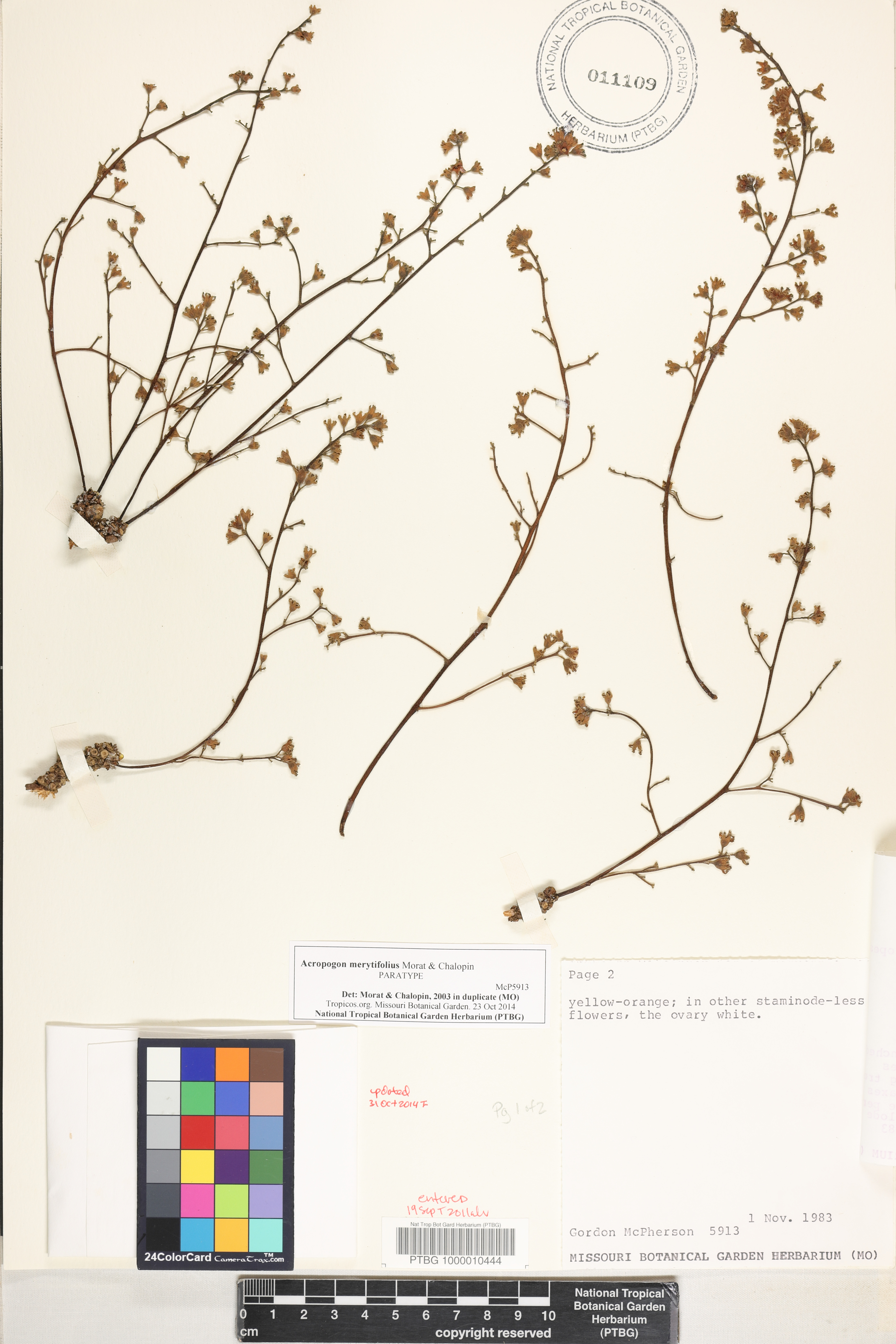 Acropogon merytifolius image