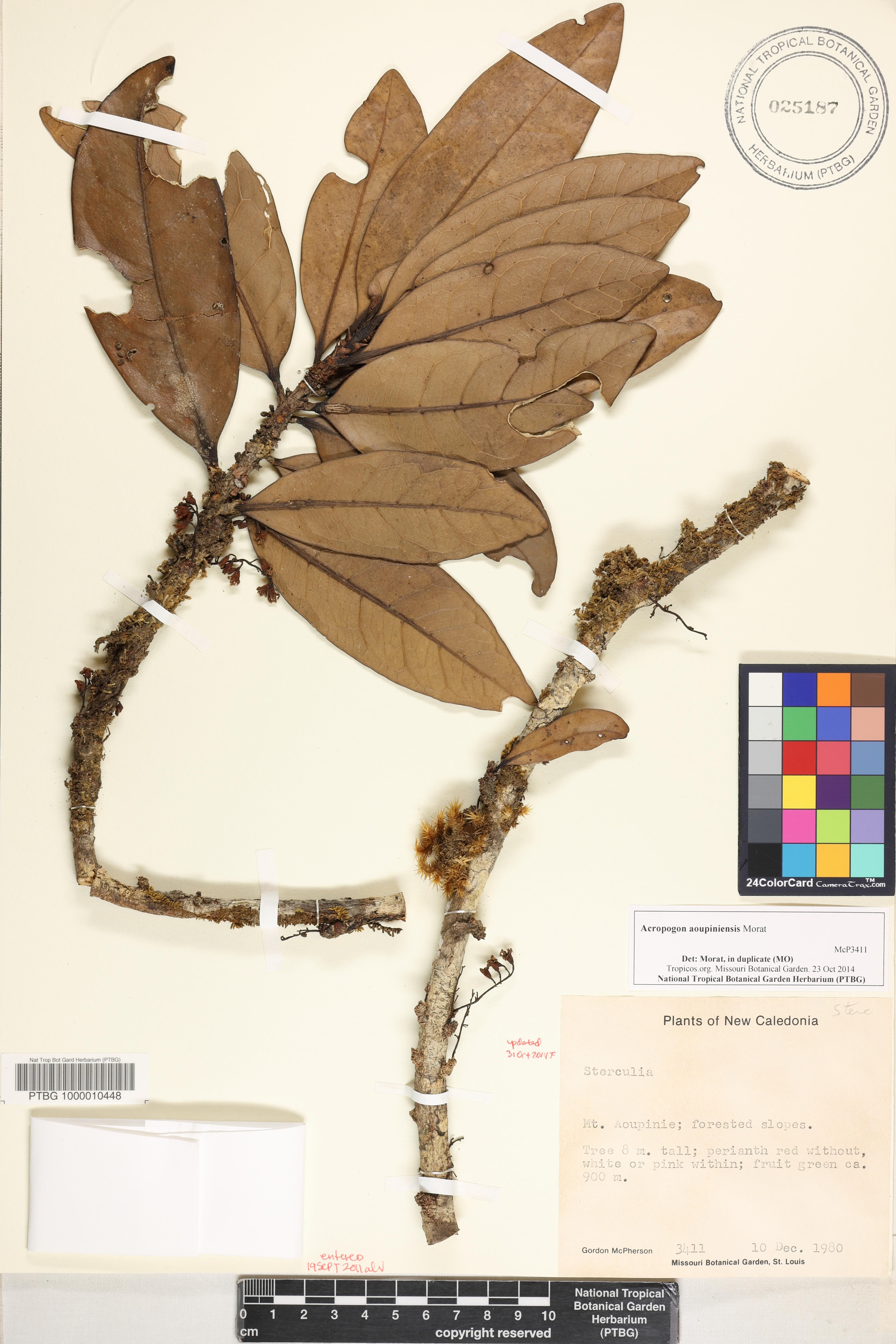 Acropogon aoupiniensis image