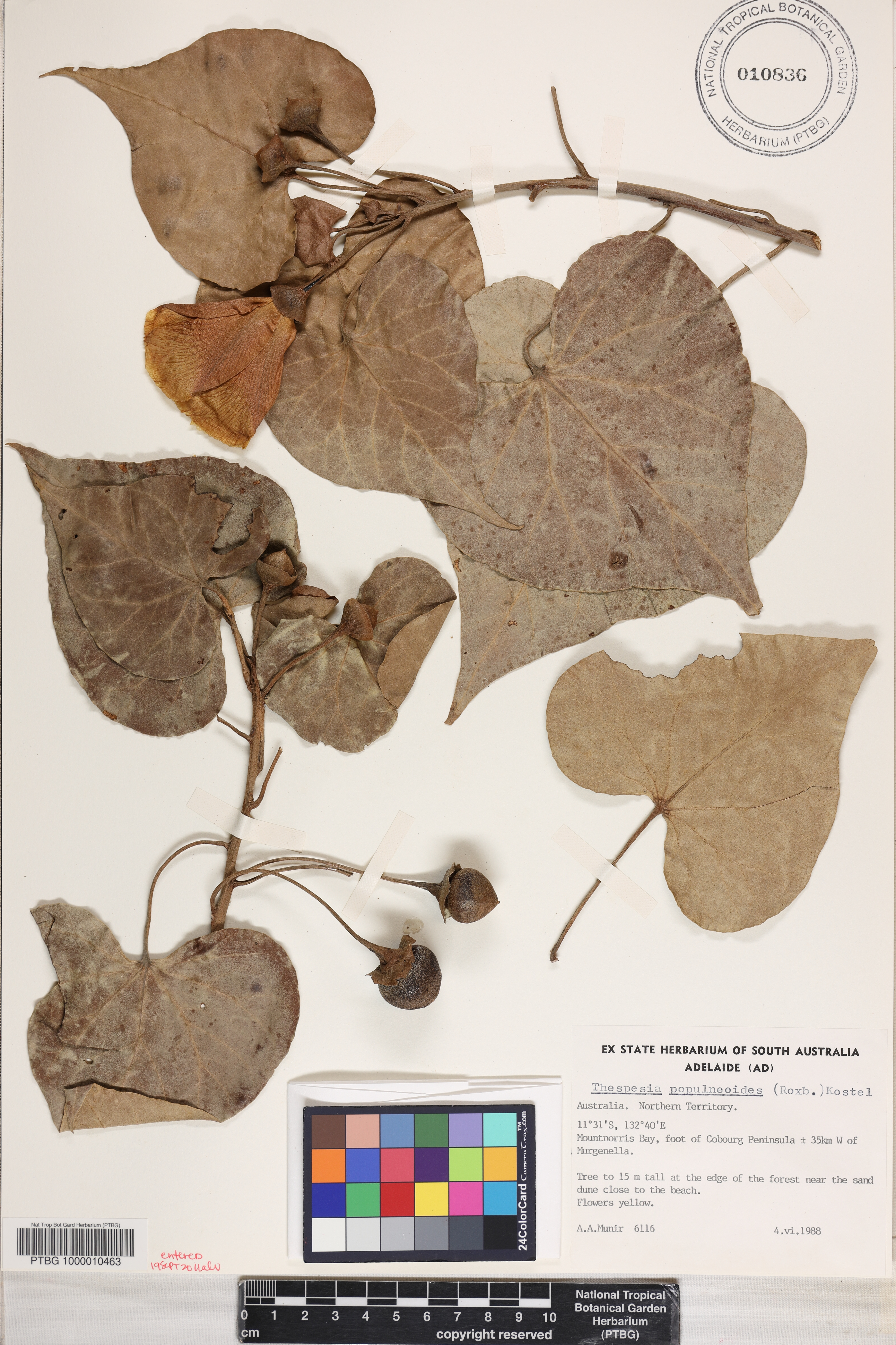 Thespesia populneoides image
