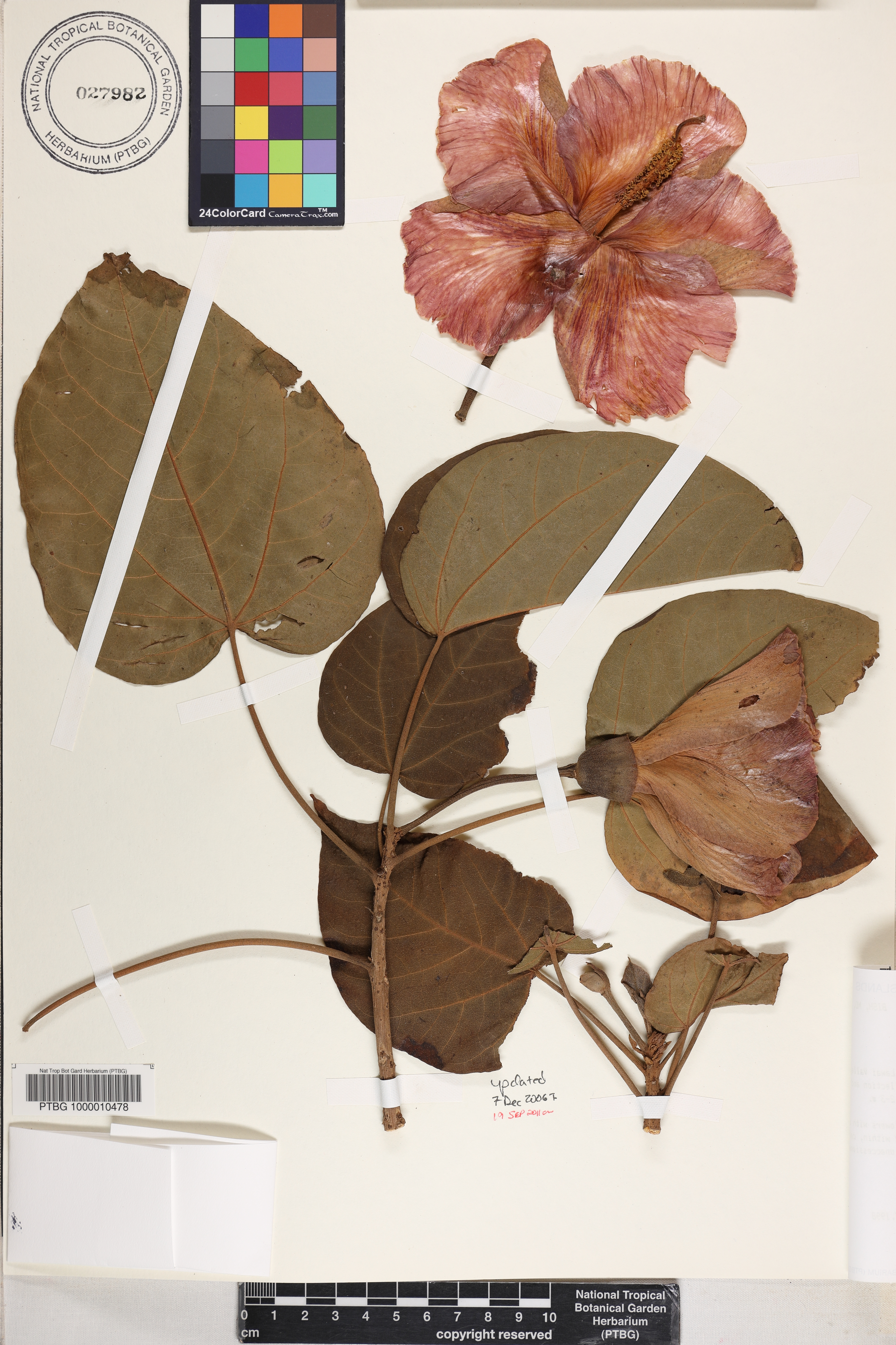 Thespesia grandiflora image