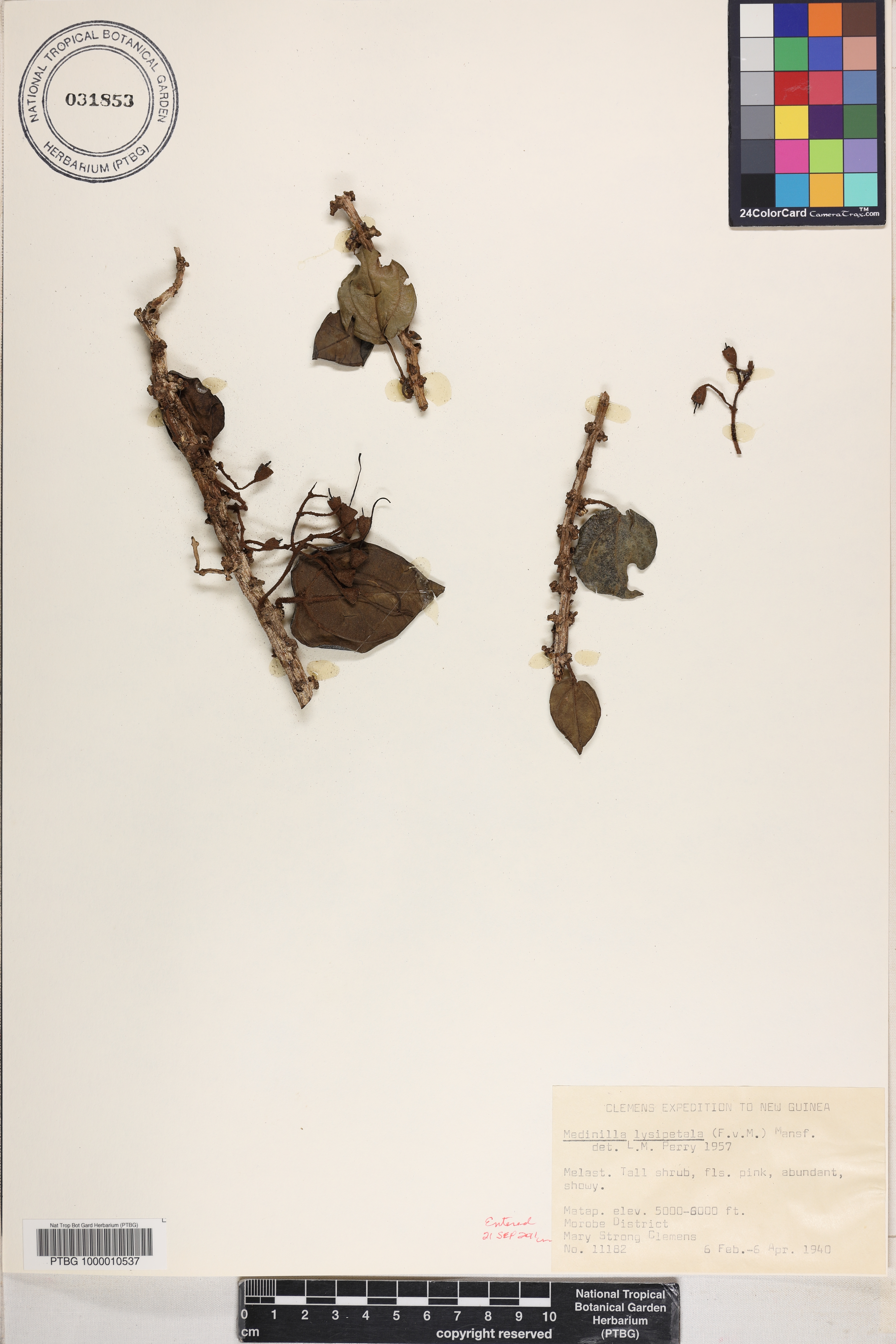 Catanthera lysipetala image