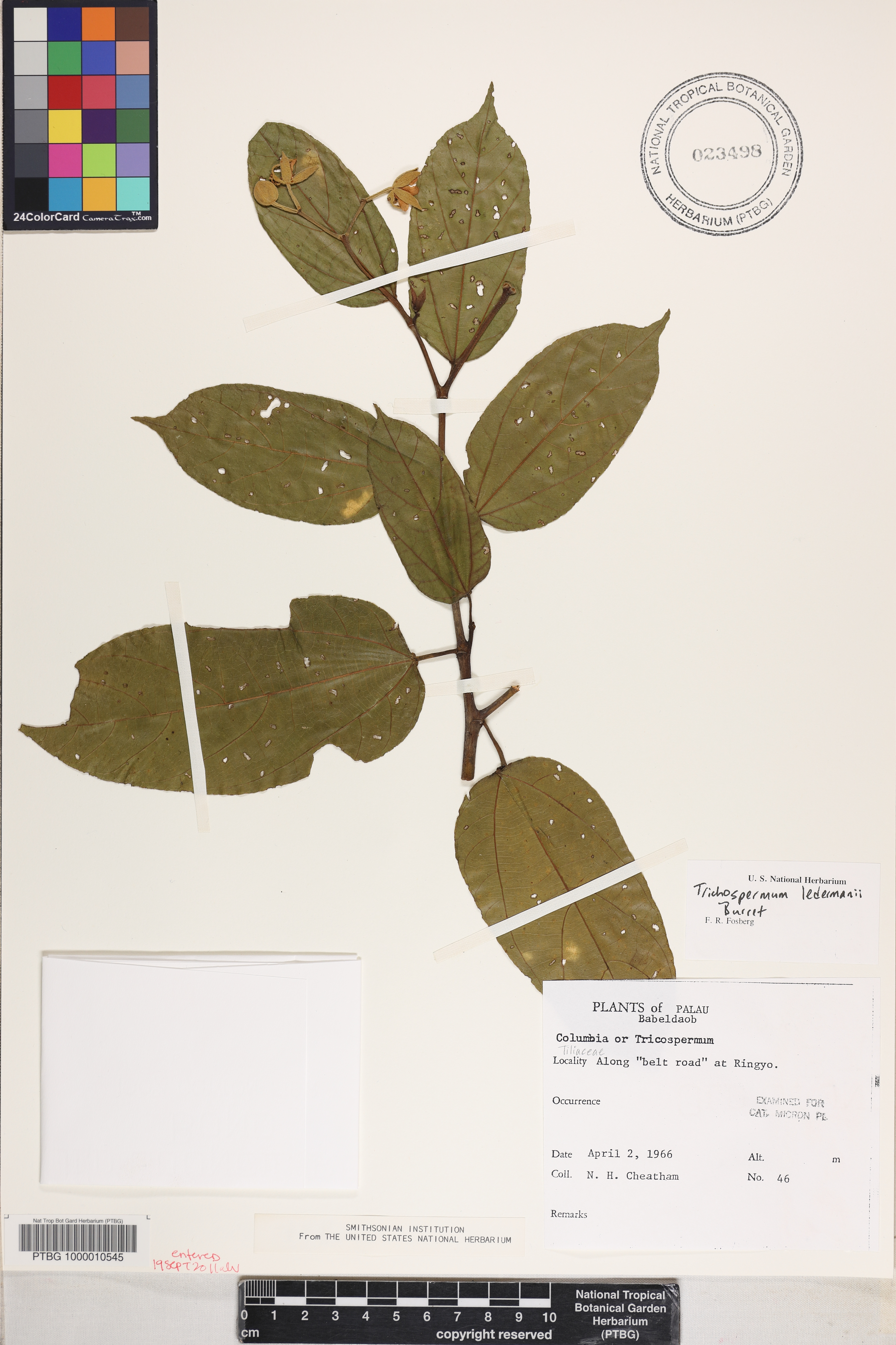 Trichospermum ledermannii image