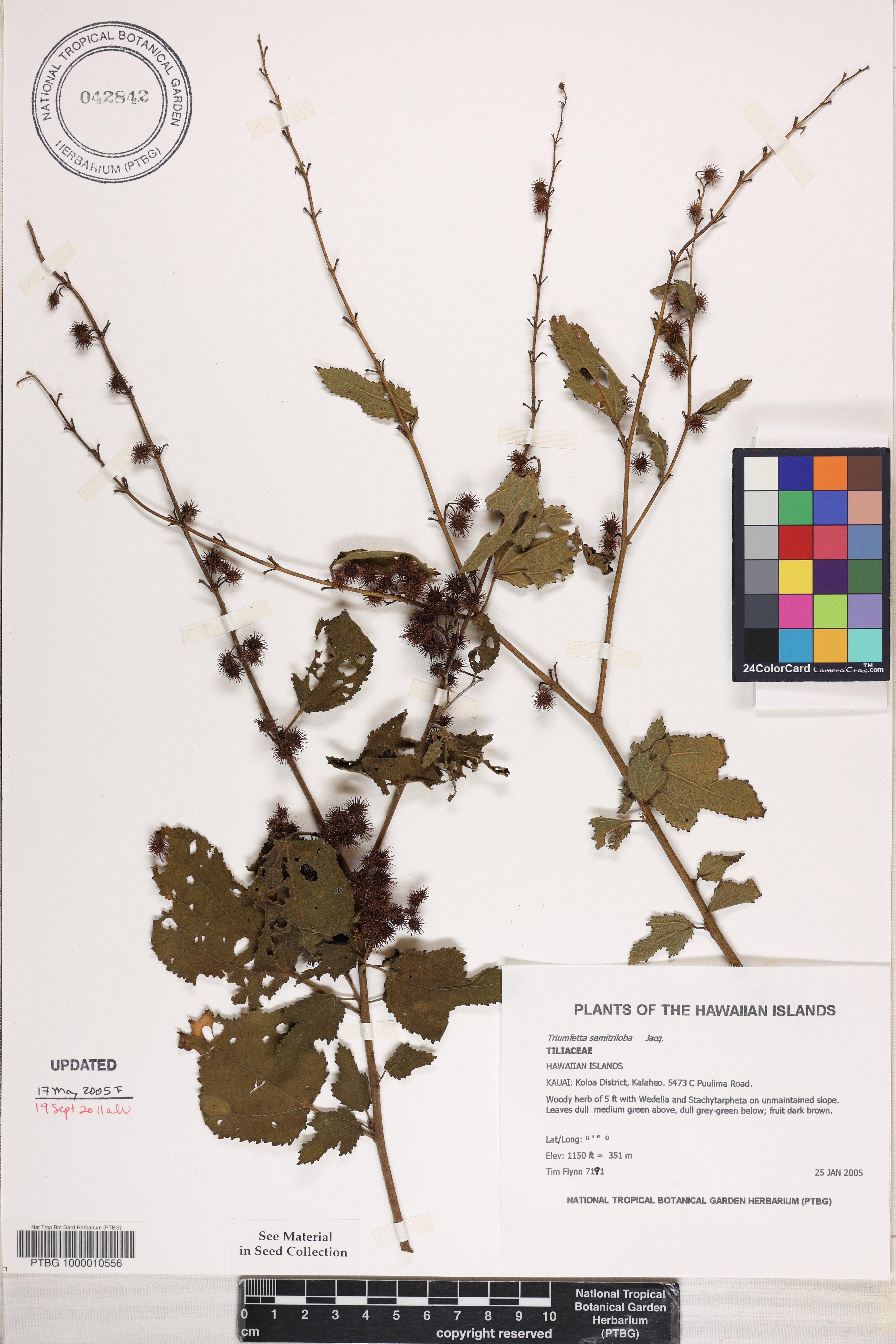 Triumfetta semitriloba image