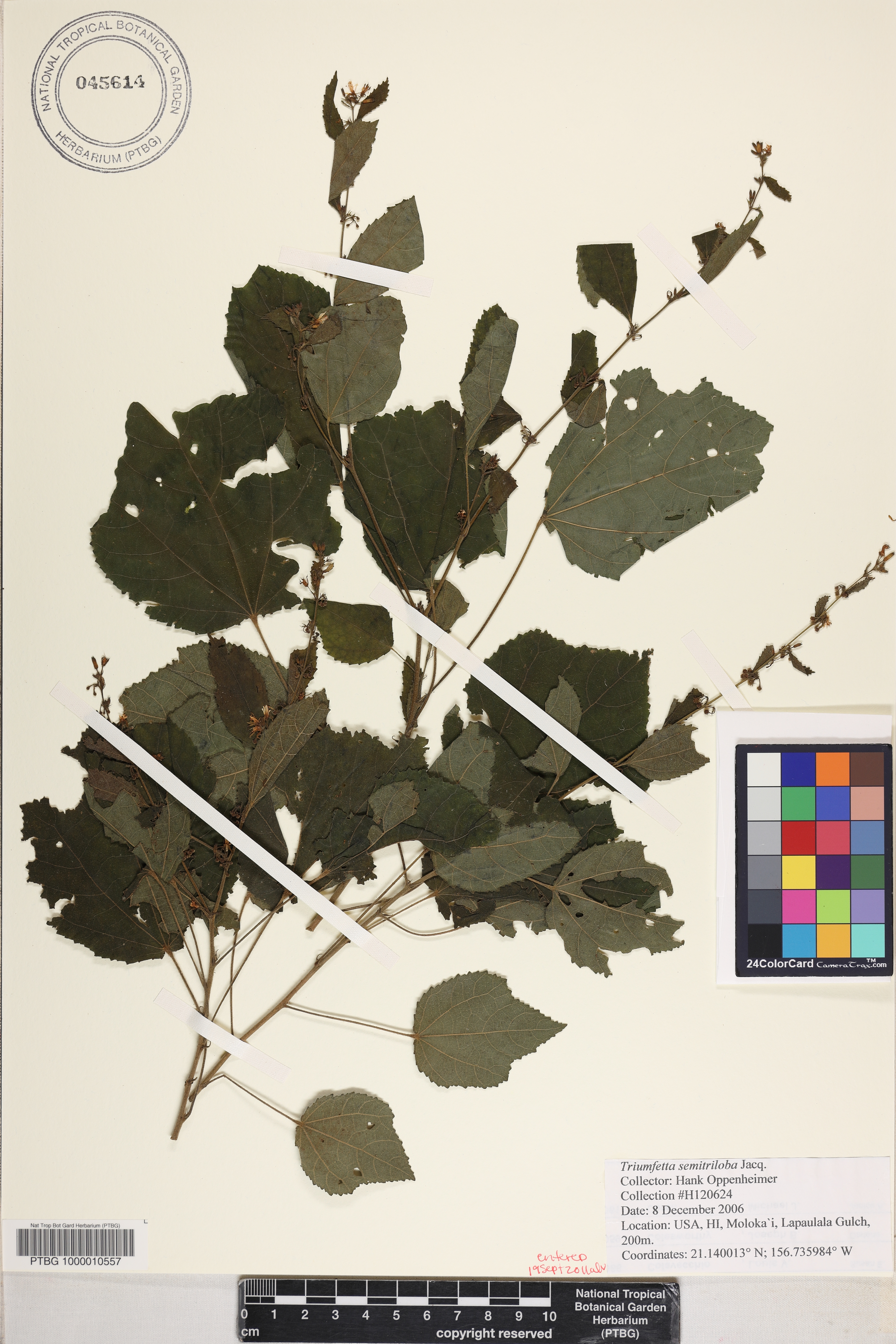 Triumfetta semitriloba image