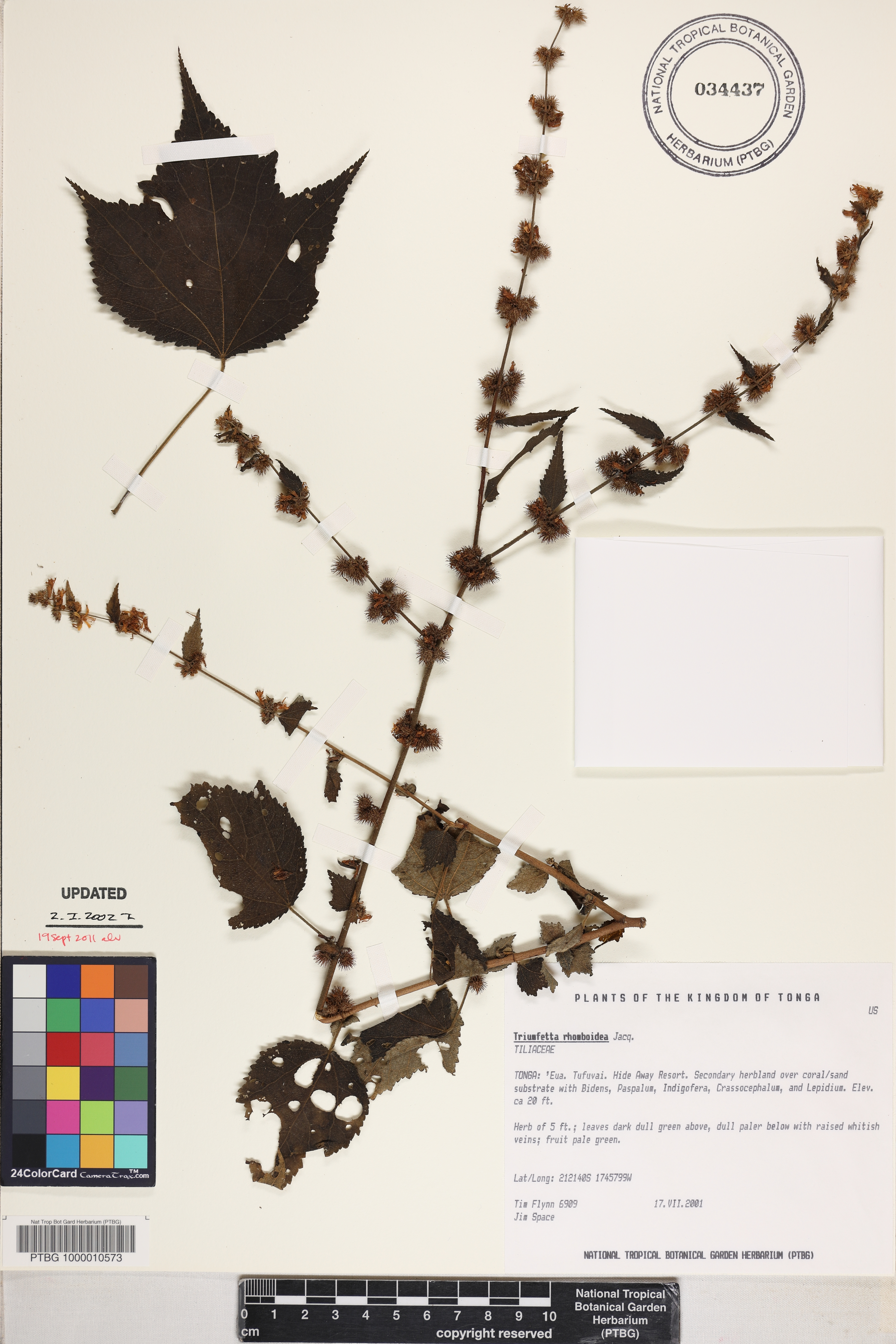 Triumfetta rhomboidea image