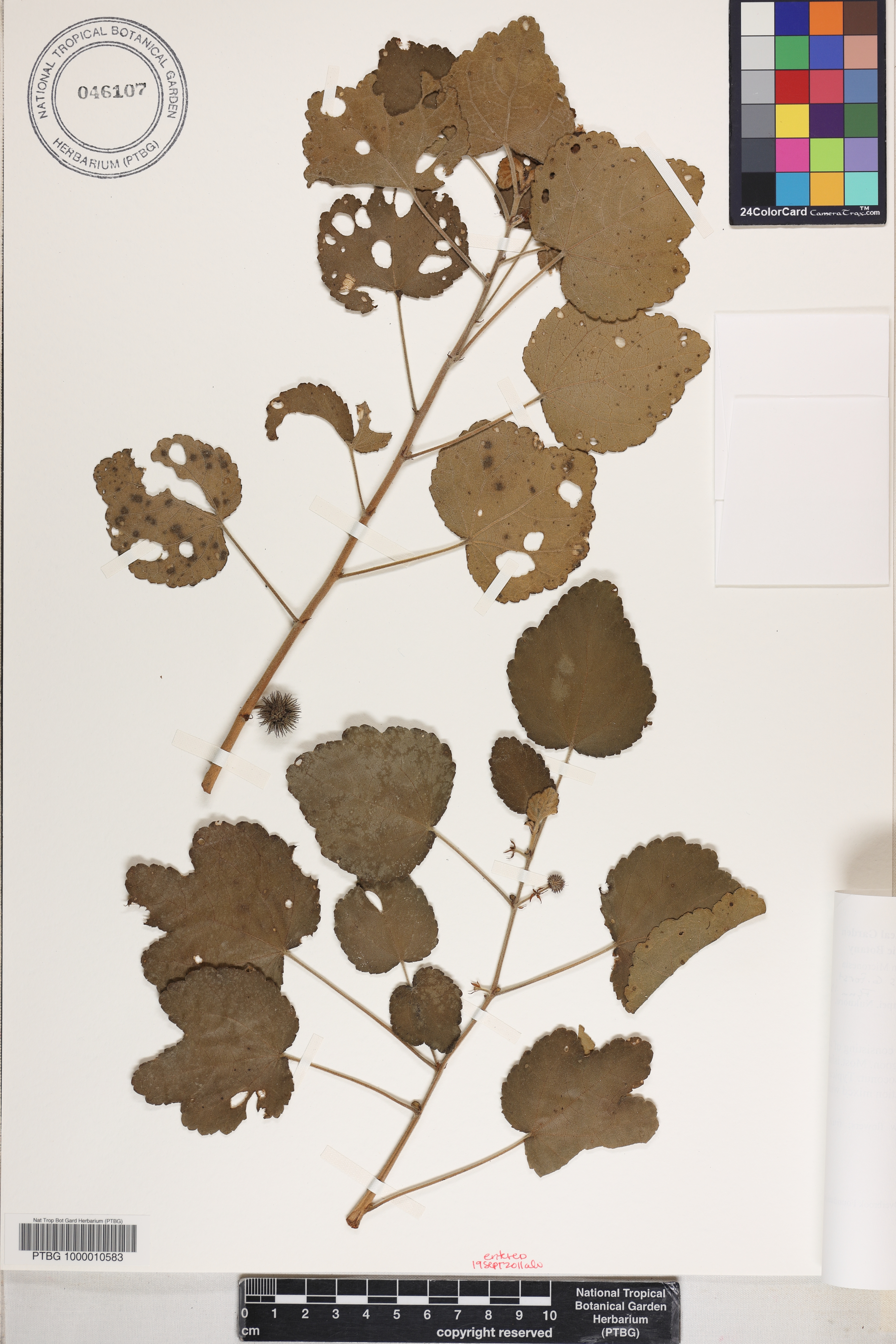 Triumfetta procumbens image