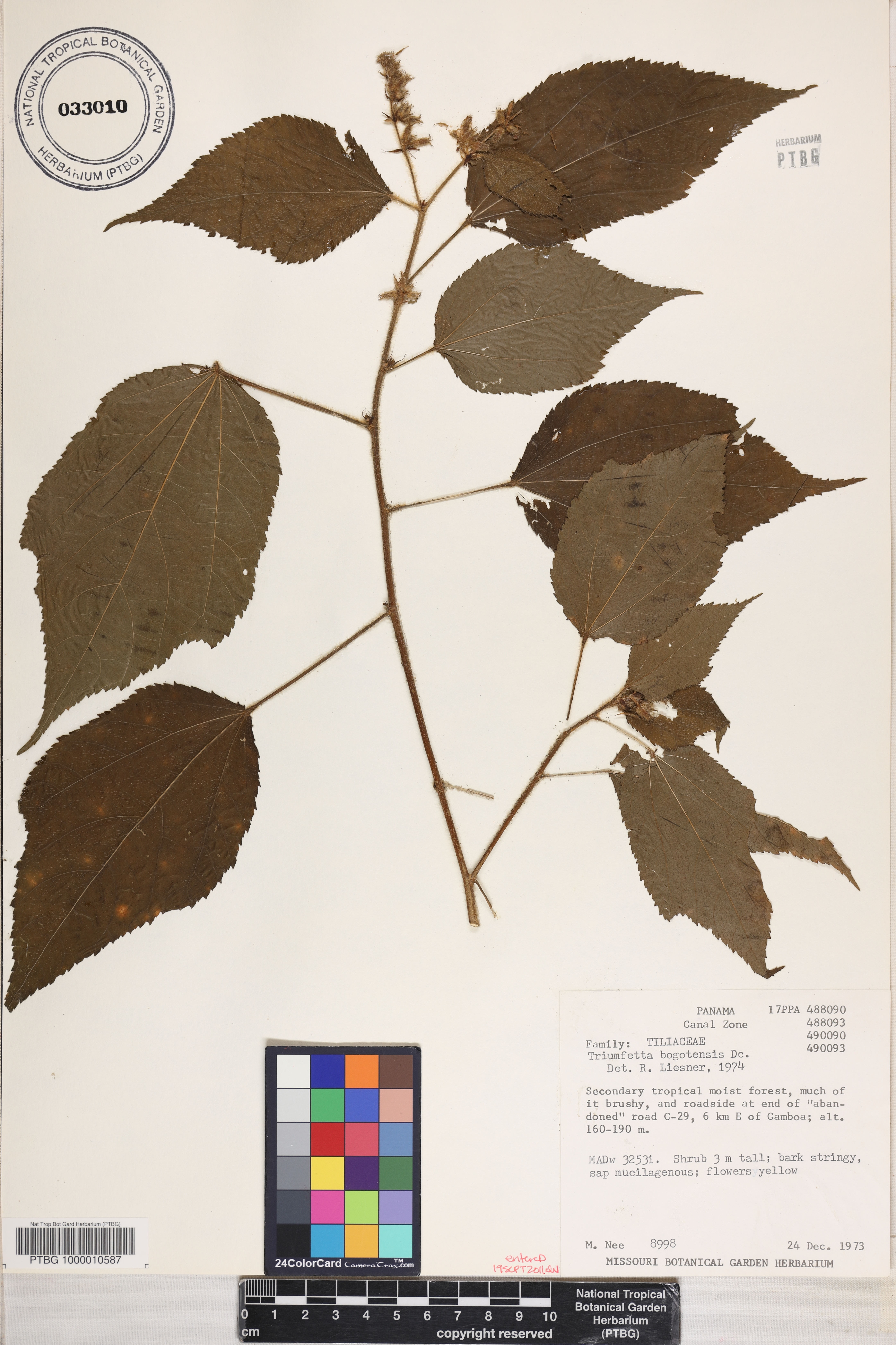 Triumfetta bogotensis image