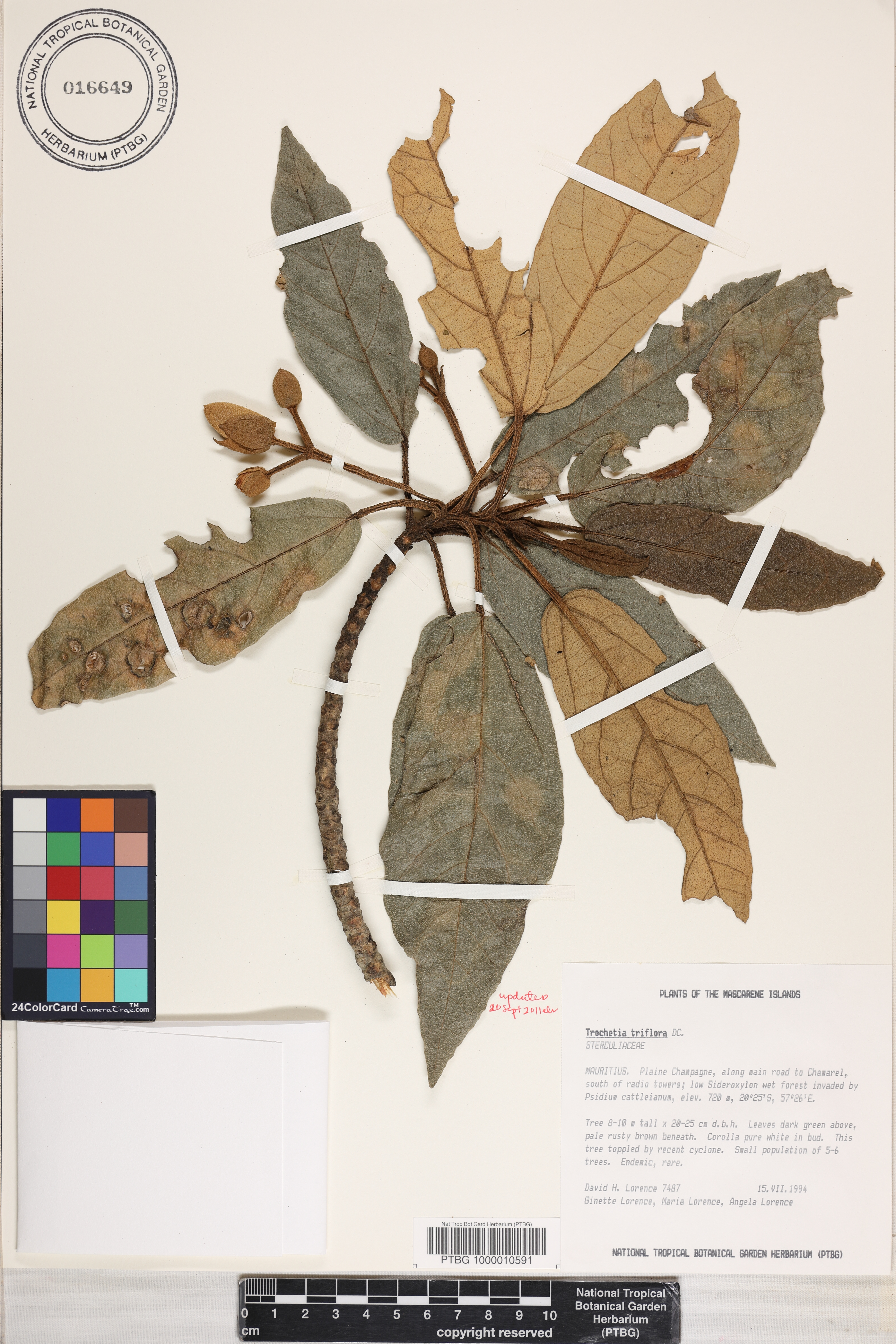 Ruizia triflora image