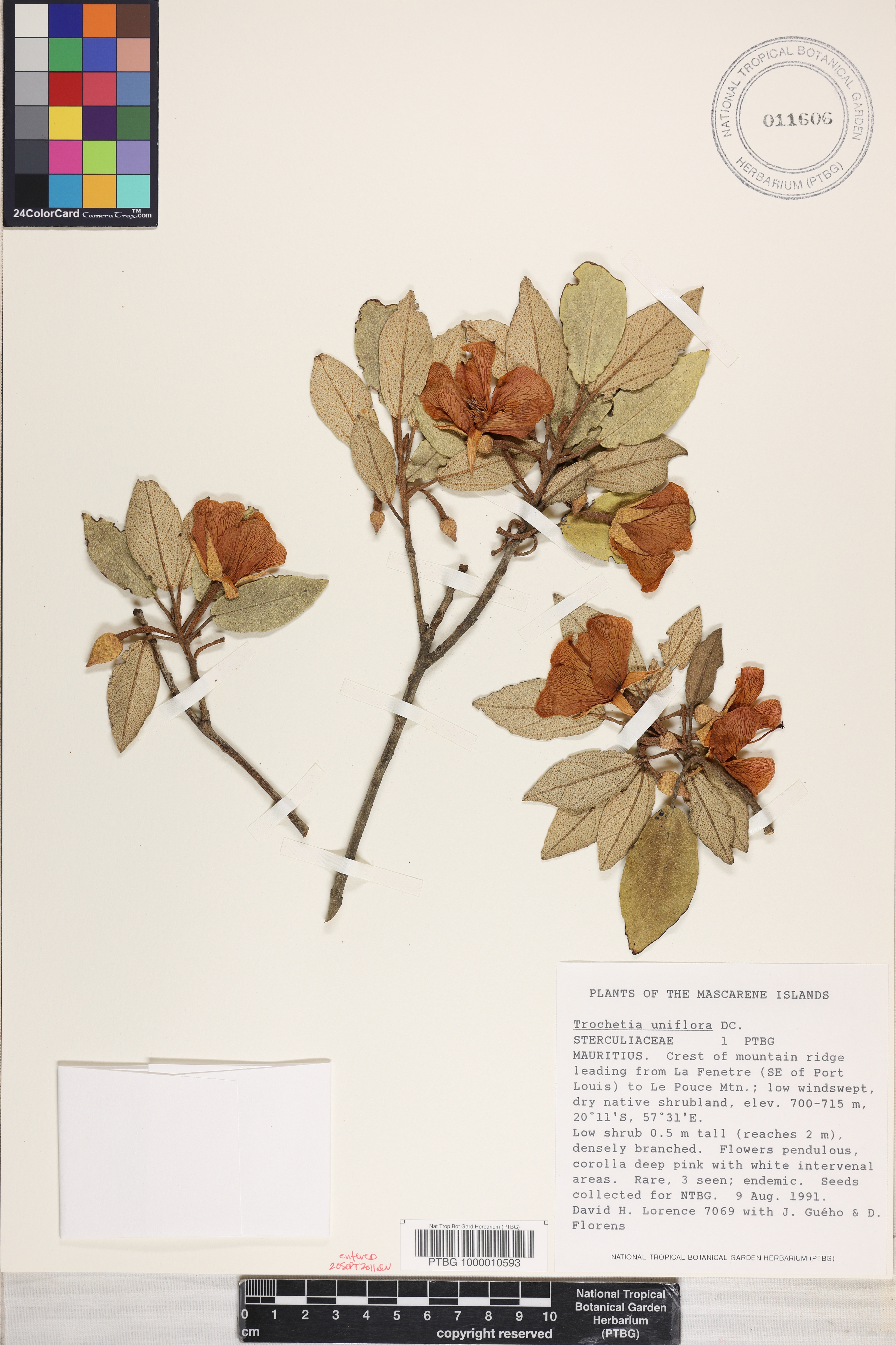 Ruizia uniflora image