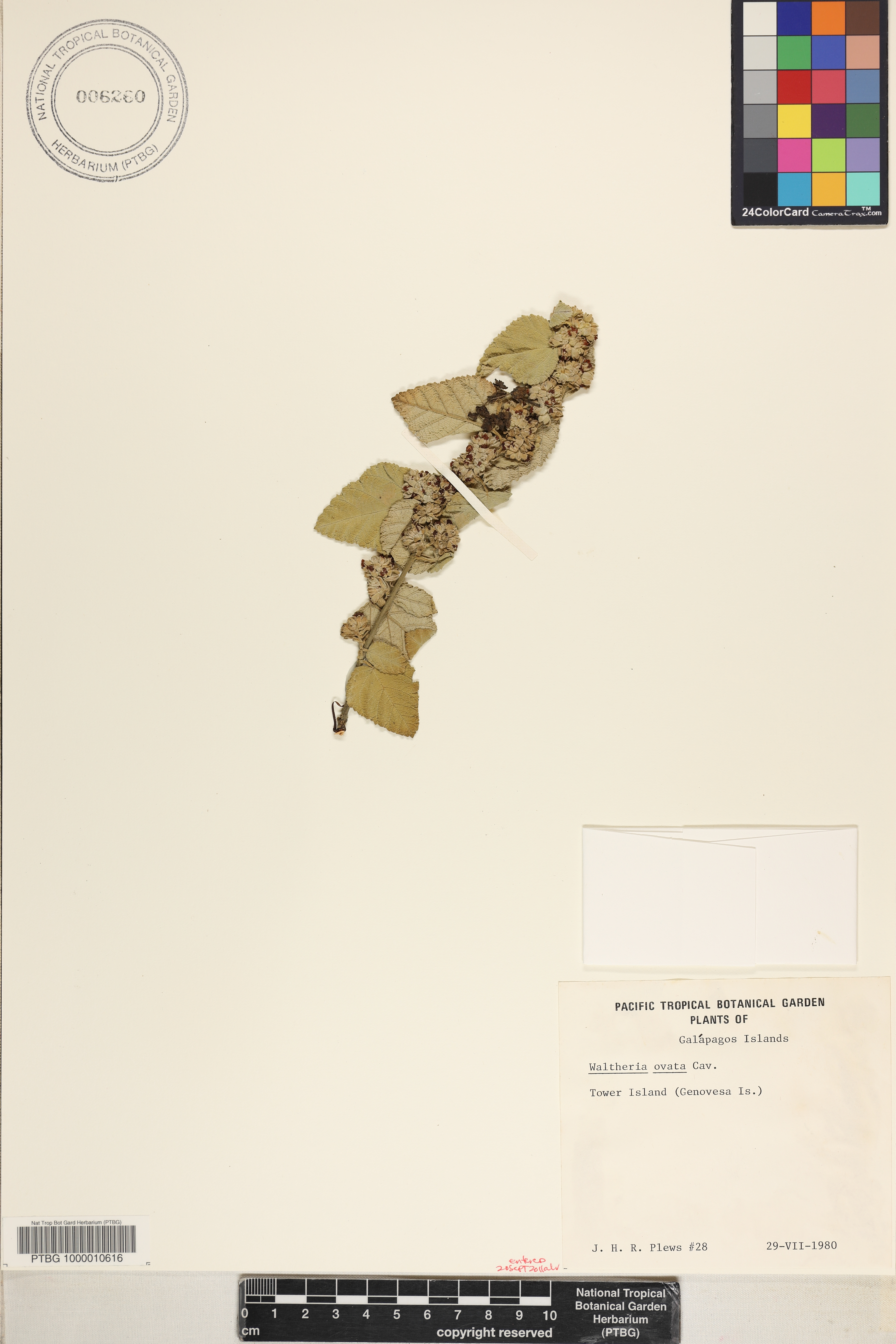 Waltheria ovata image