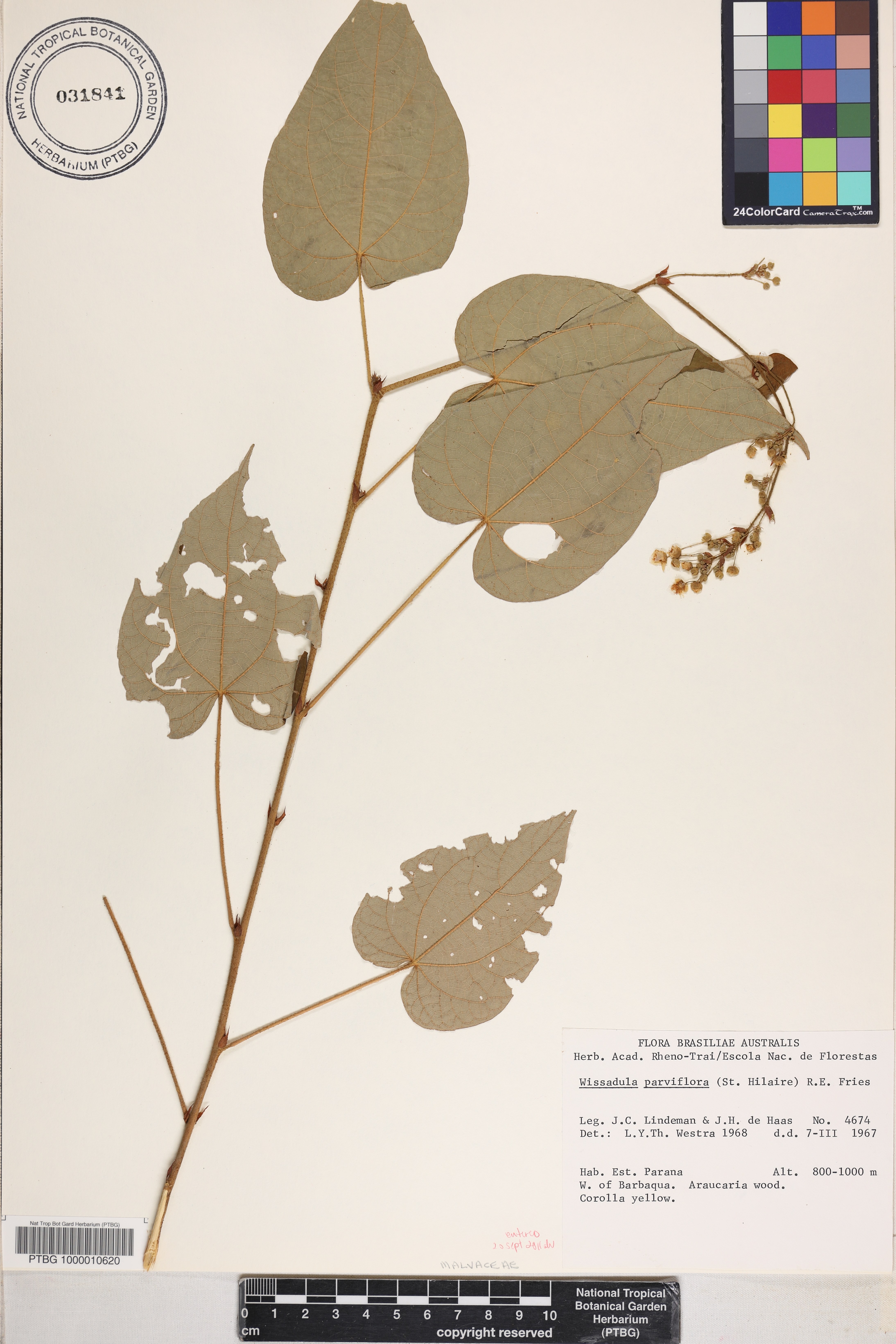 Wissadula parviflora image