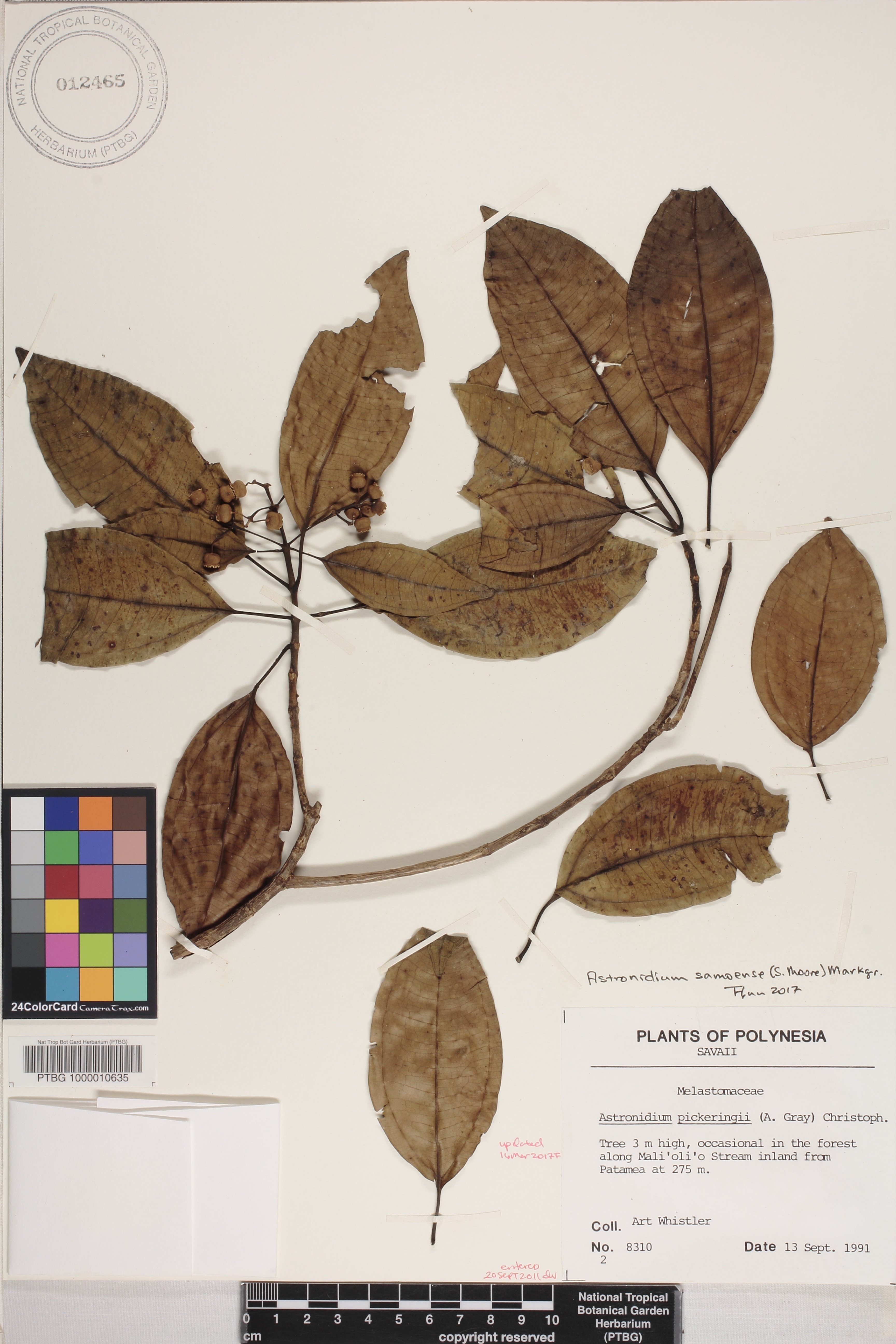 Astronidium pickeringii image