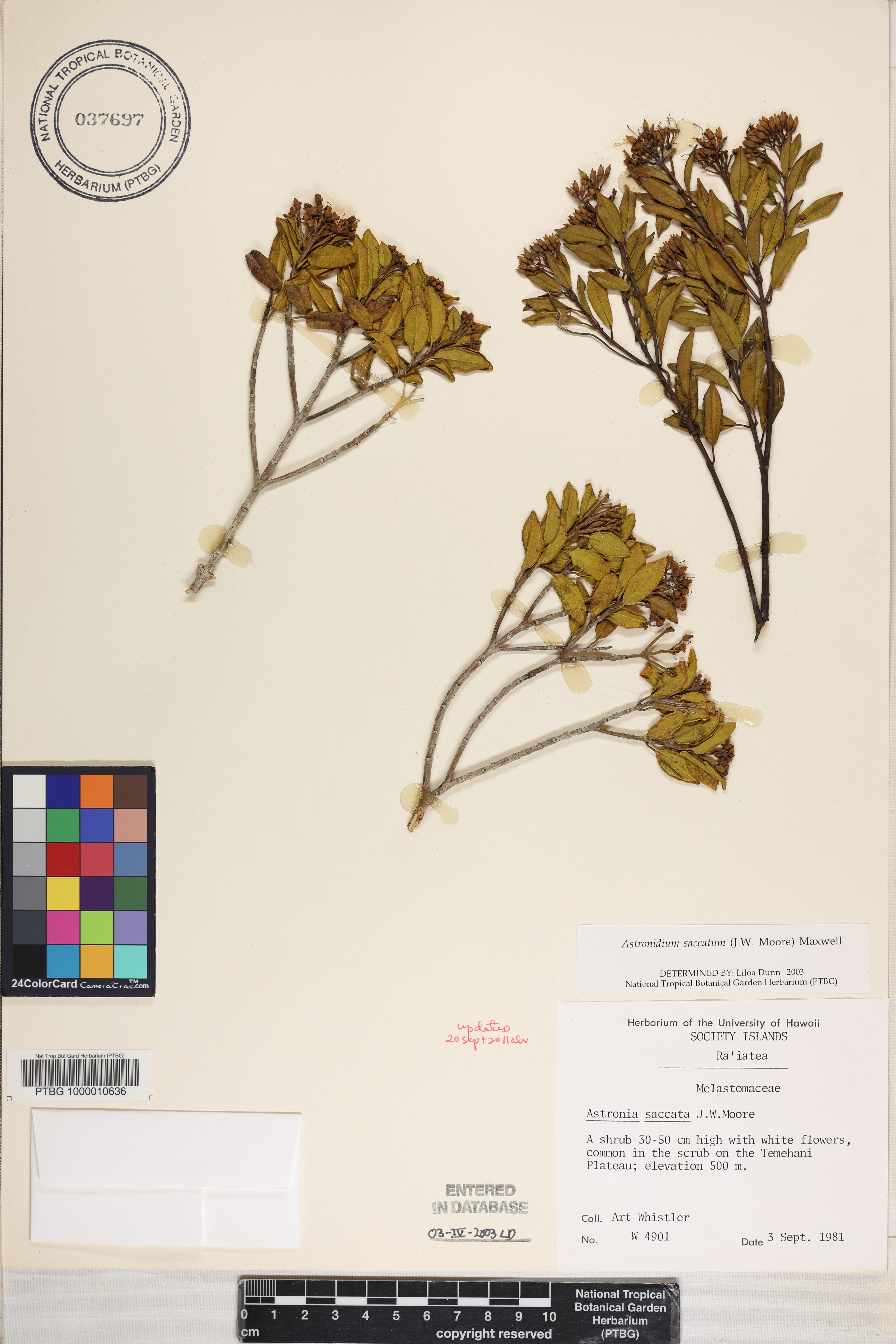 Astronidium saccatum image